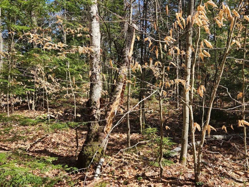 MLS #5026007 image #25