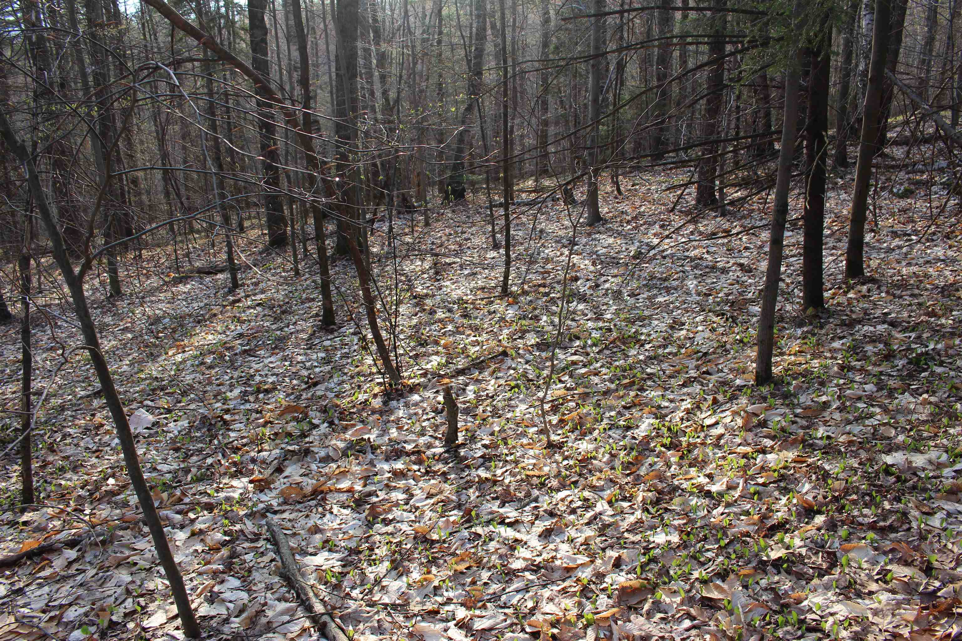 MLS #5026658 image #16