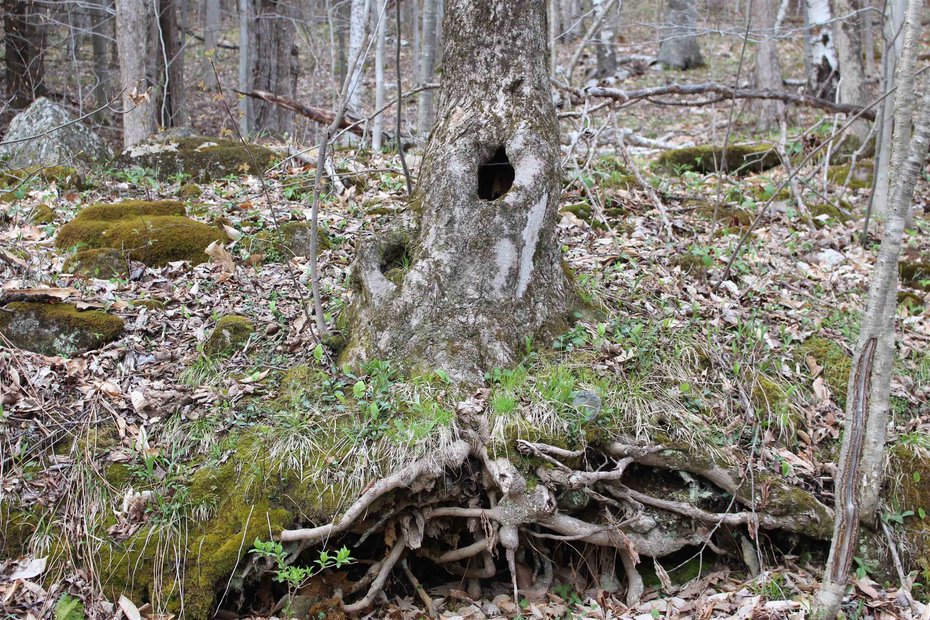 MLS #5026658 image #7