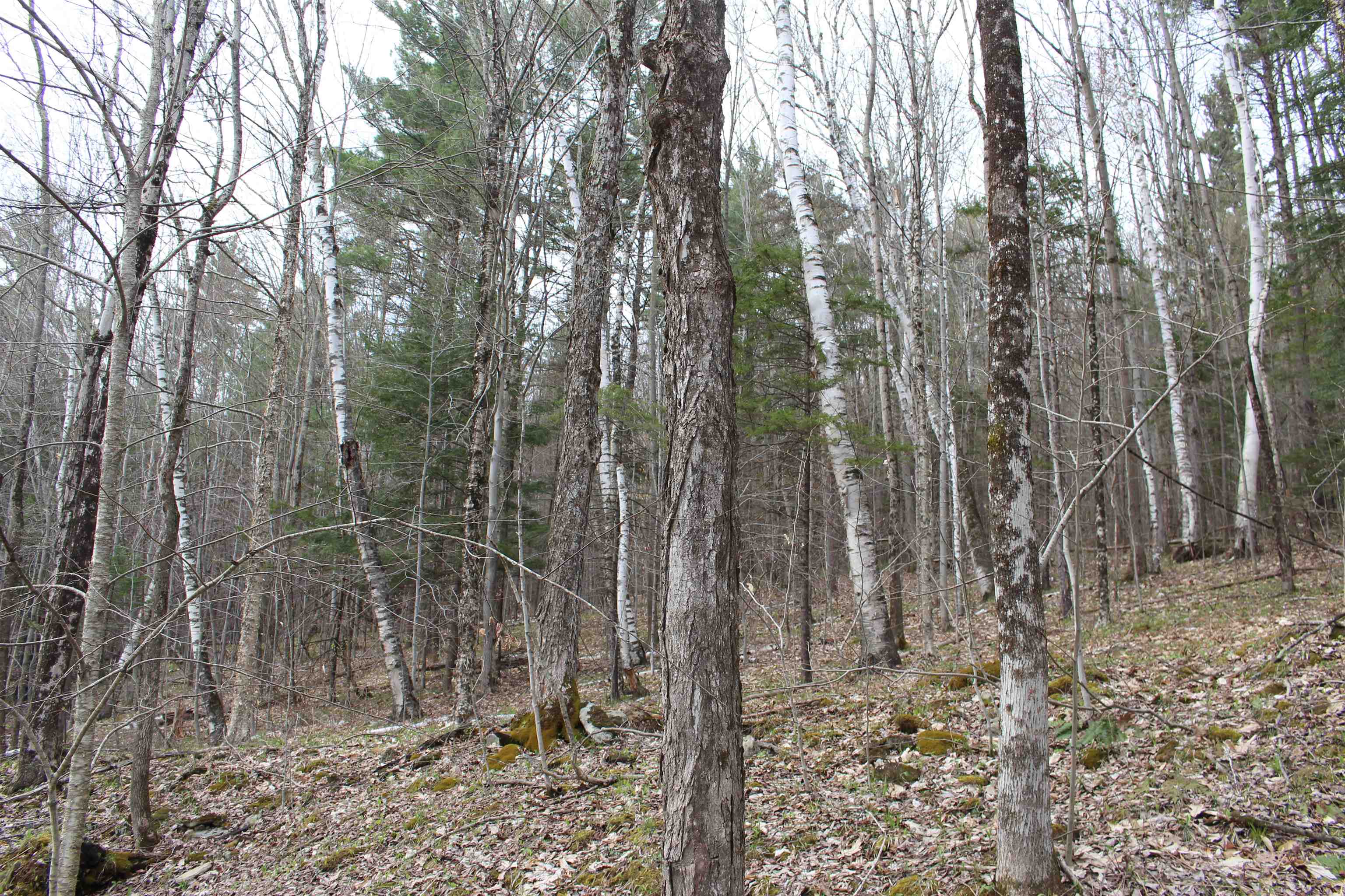 MLS #5026658 image #8