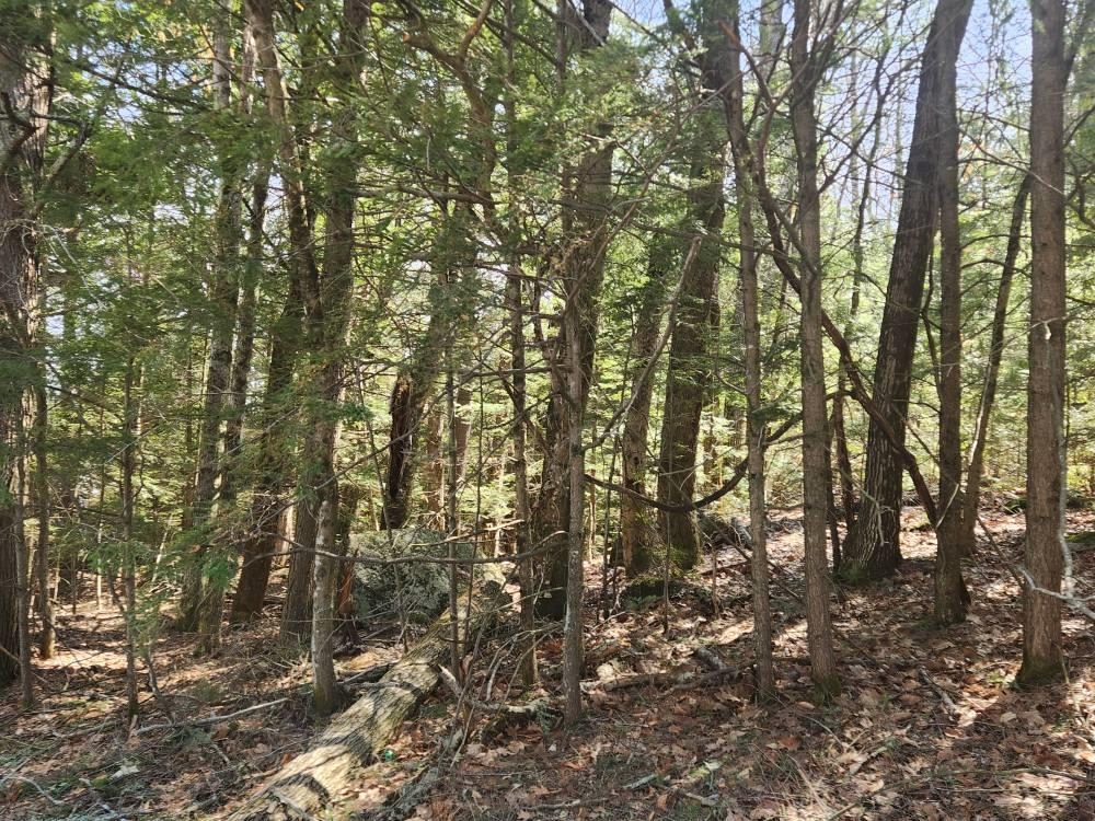 MLS #5027213 image #9