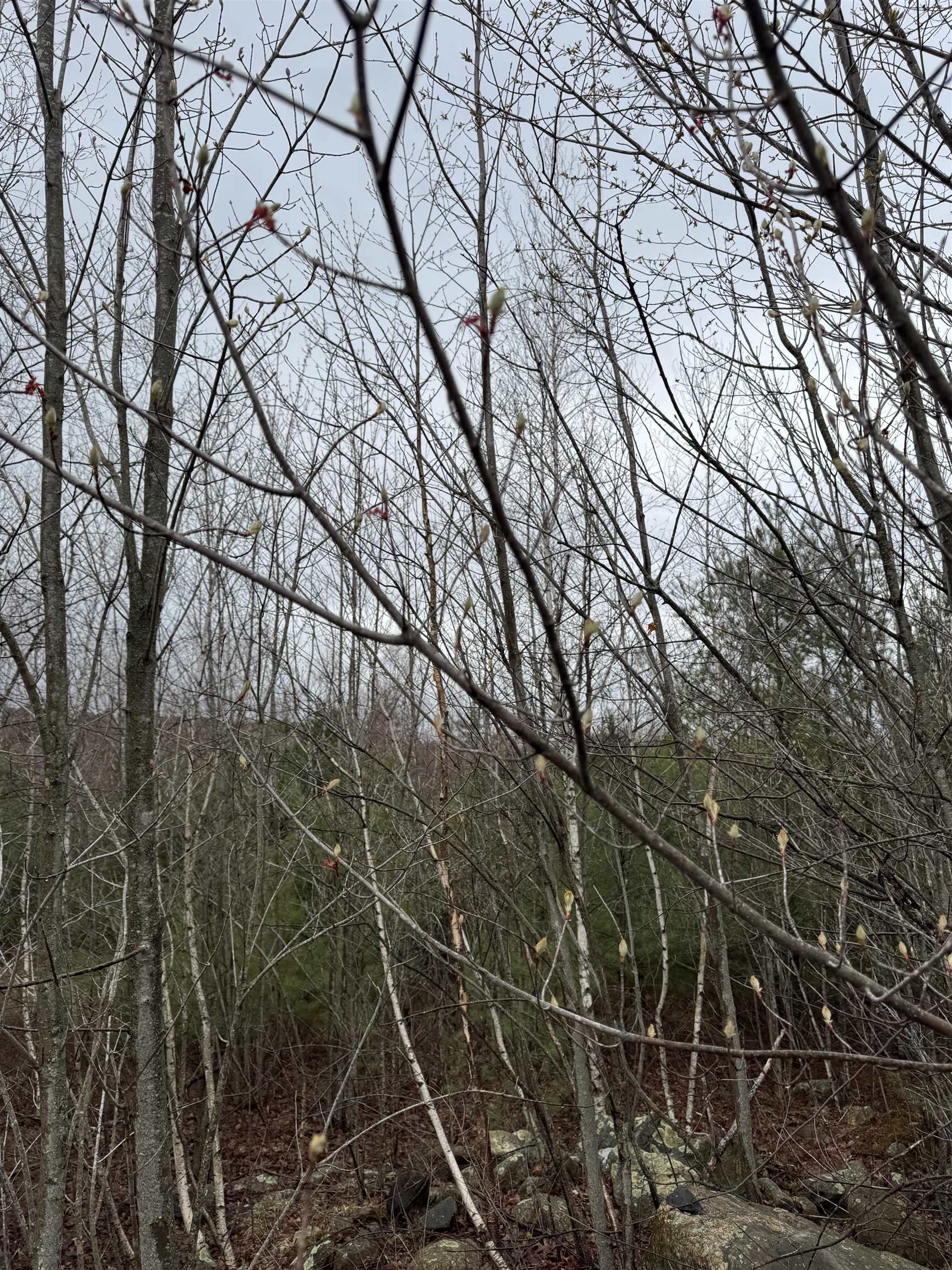 Homes for sale in Milton, NH | Tbd Mason Rd, Milton, NH 03851 | MLS# 5028304