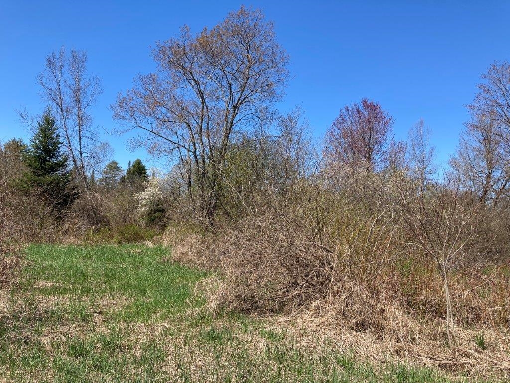 Great Bird Watching 22718211