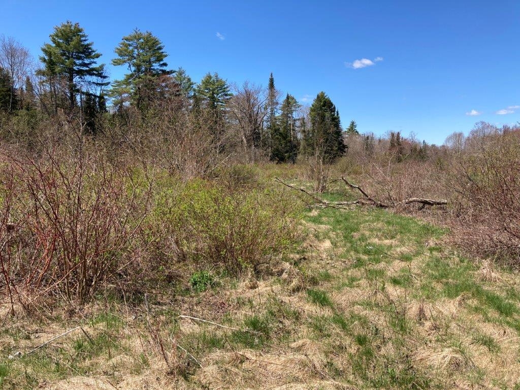 Amazing Nature 22718212