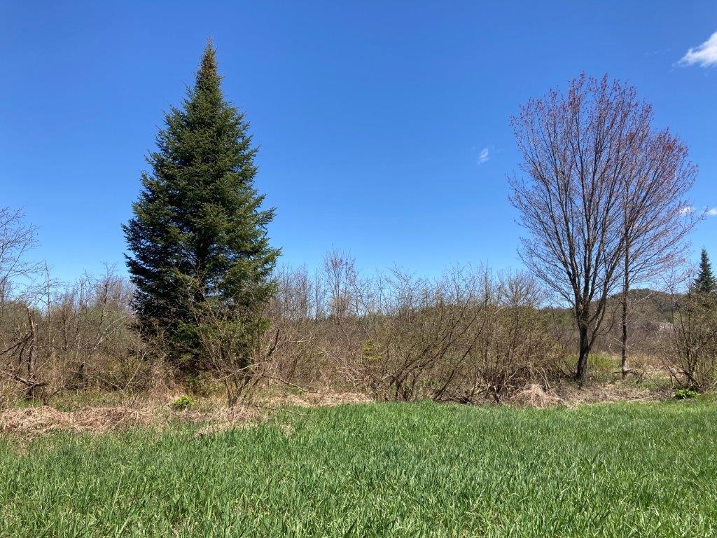 A Great Christmas Tree 22718214