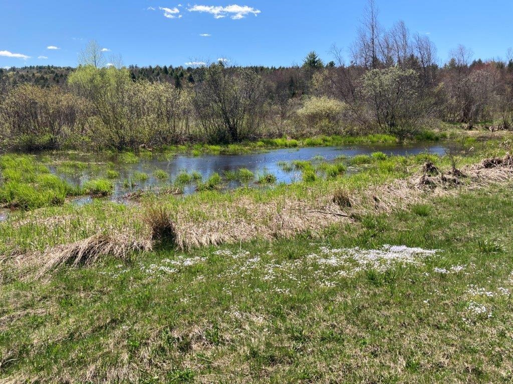 Bird Watch Here 22718225