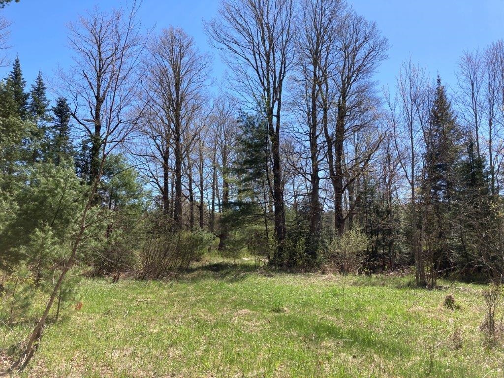 Scattered Trees 22718454