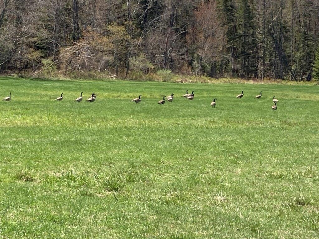 Enjoy Wildlife 22718461