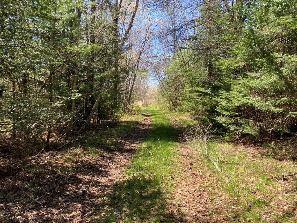 Woods Roads 22718446