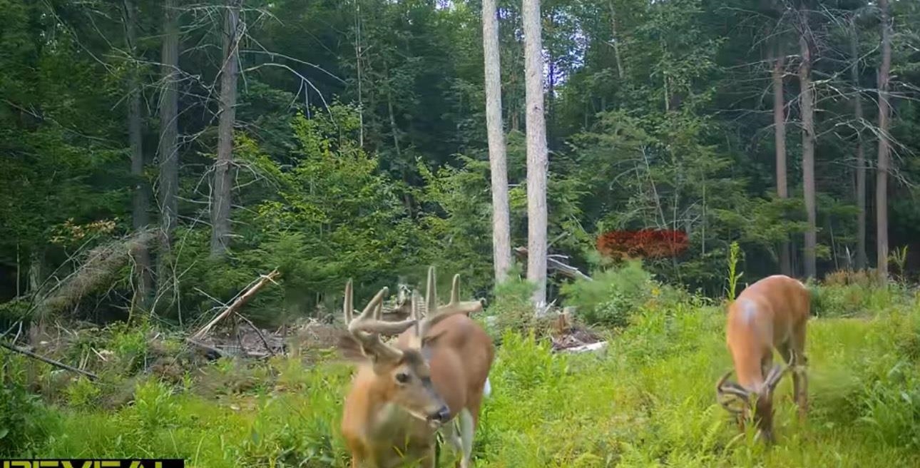 SUTTON NH LAND  for sale $$155,000 | 10.8 Acres  | Price Per Acre $0