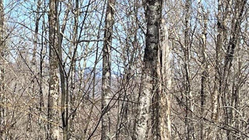 Homes for sale in Plymouth, VT | 1376 Kingdom Rd, Plymouth, VT 05056 | MLS# 5030329