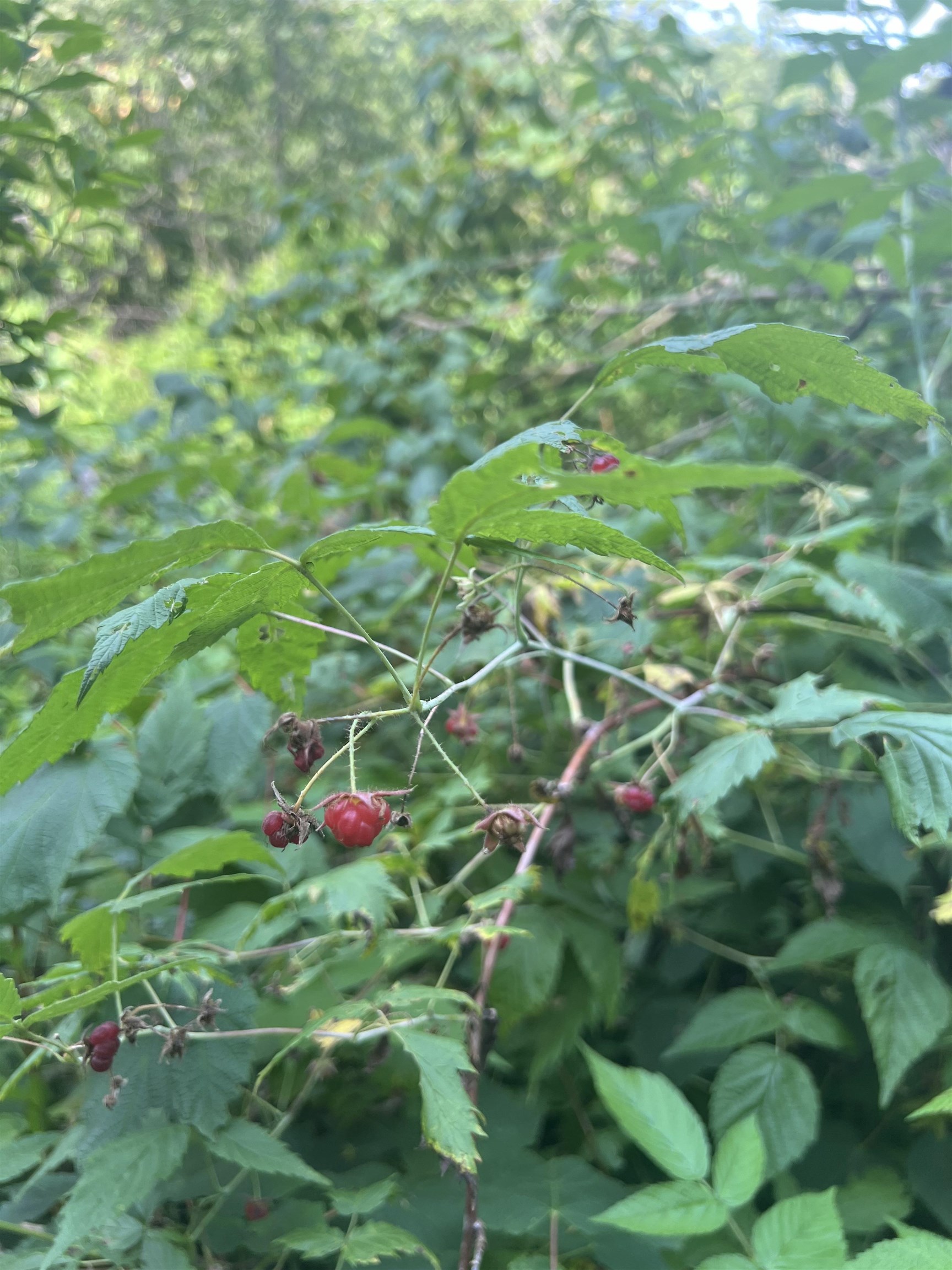 Homes for sale in Albany, VT | 0 Hartwell Pond Rd, Albany, VT 05875 | MLS# 5030441