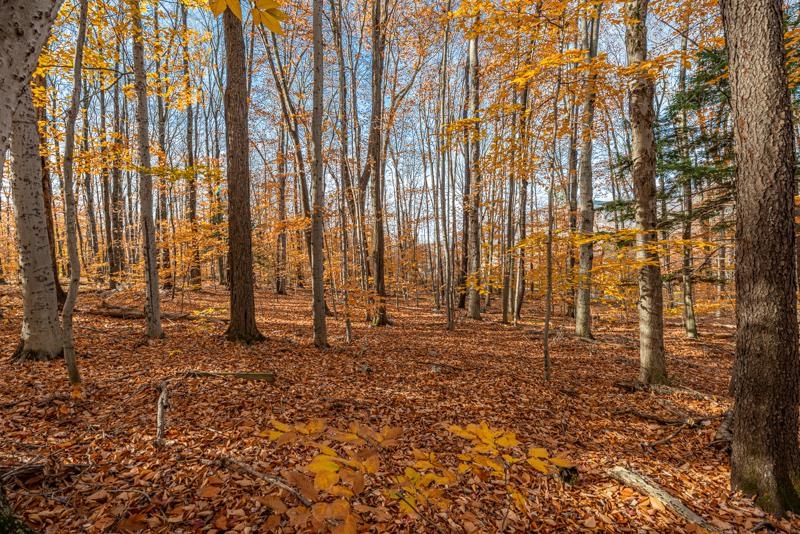 Homes for sale in Manchester, VT | Oa East Manchester Rd, Manchester, VT 05255 | MLS# 5031411