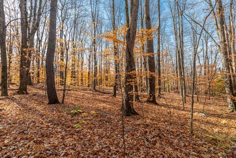 Homes for sale in Manchester, VT | Oa East Manchester Rd, Manchester, VT 05255 | MLS# 5031411