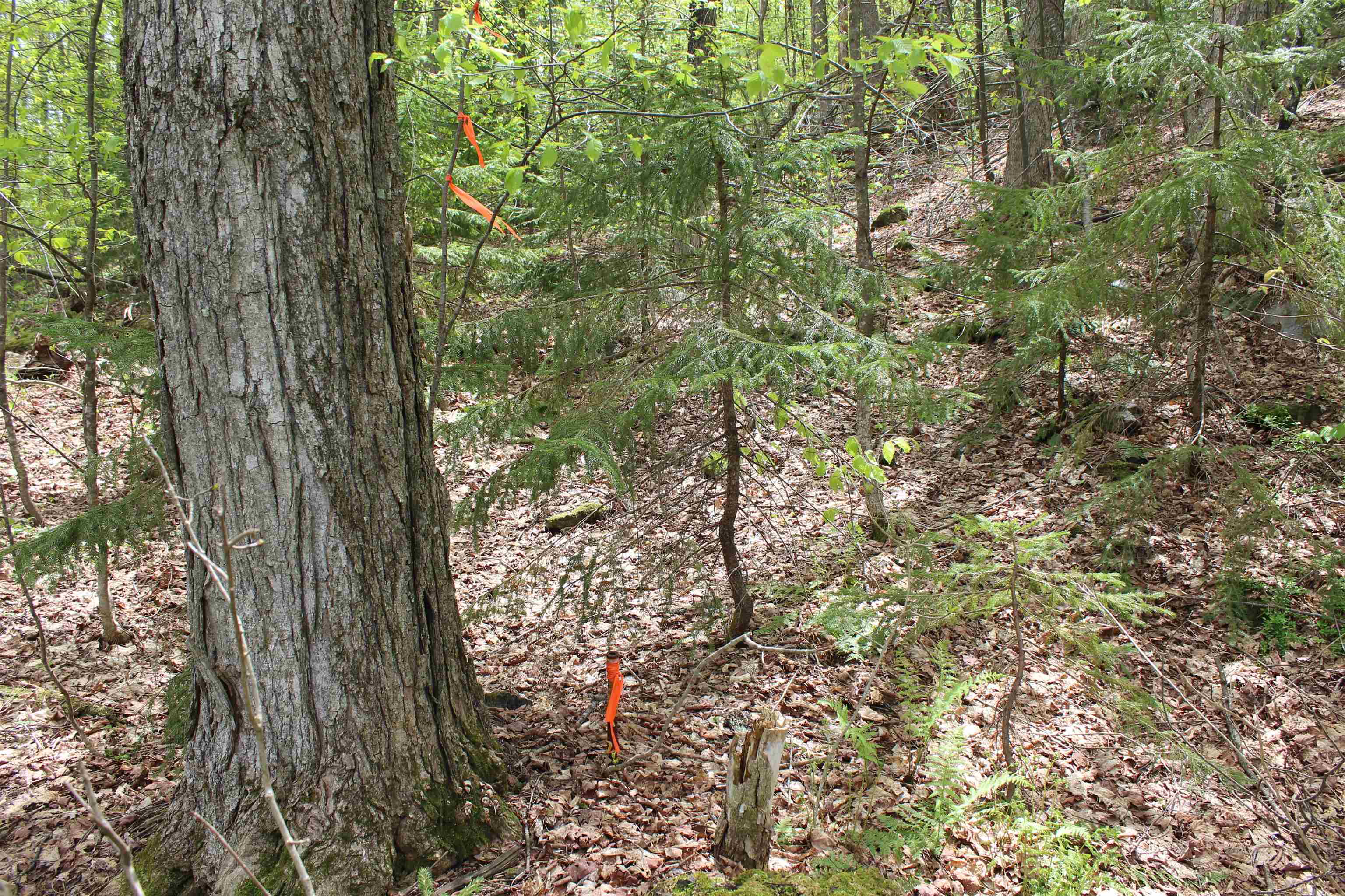 Homes for sale in Woodstock, VT | 00 Long Hill Rd, Woodstock, VT 05091 | MLS# 5031426