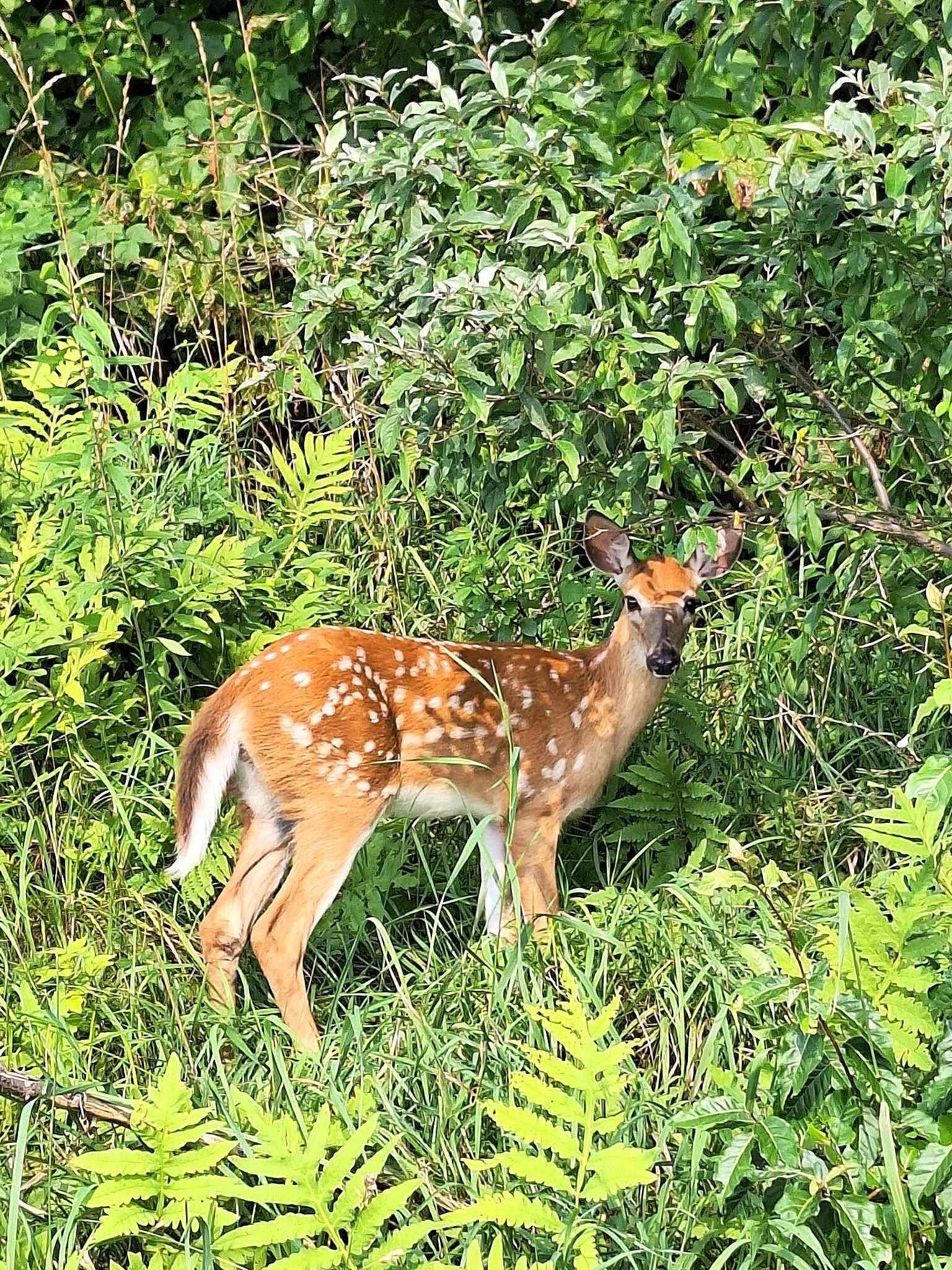 Homes for sale in Springfield, VT | 0 Brook Rd, Springfield, VT 05156 | MLS# 5033015