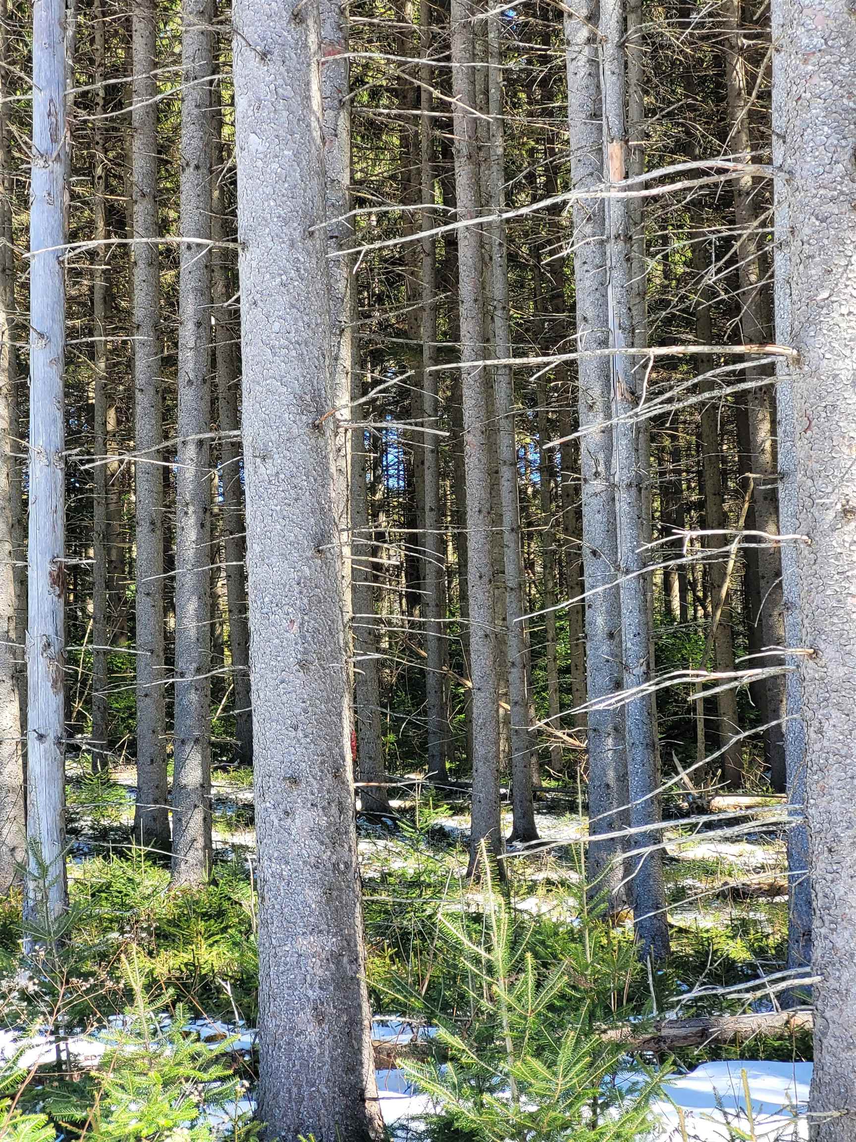 Homes for sale in Peacham, VT | 210 Cow Hill Rd, Peacham, VT 05873 | MLS# 5033954