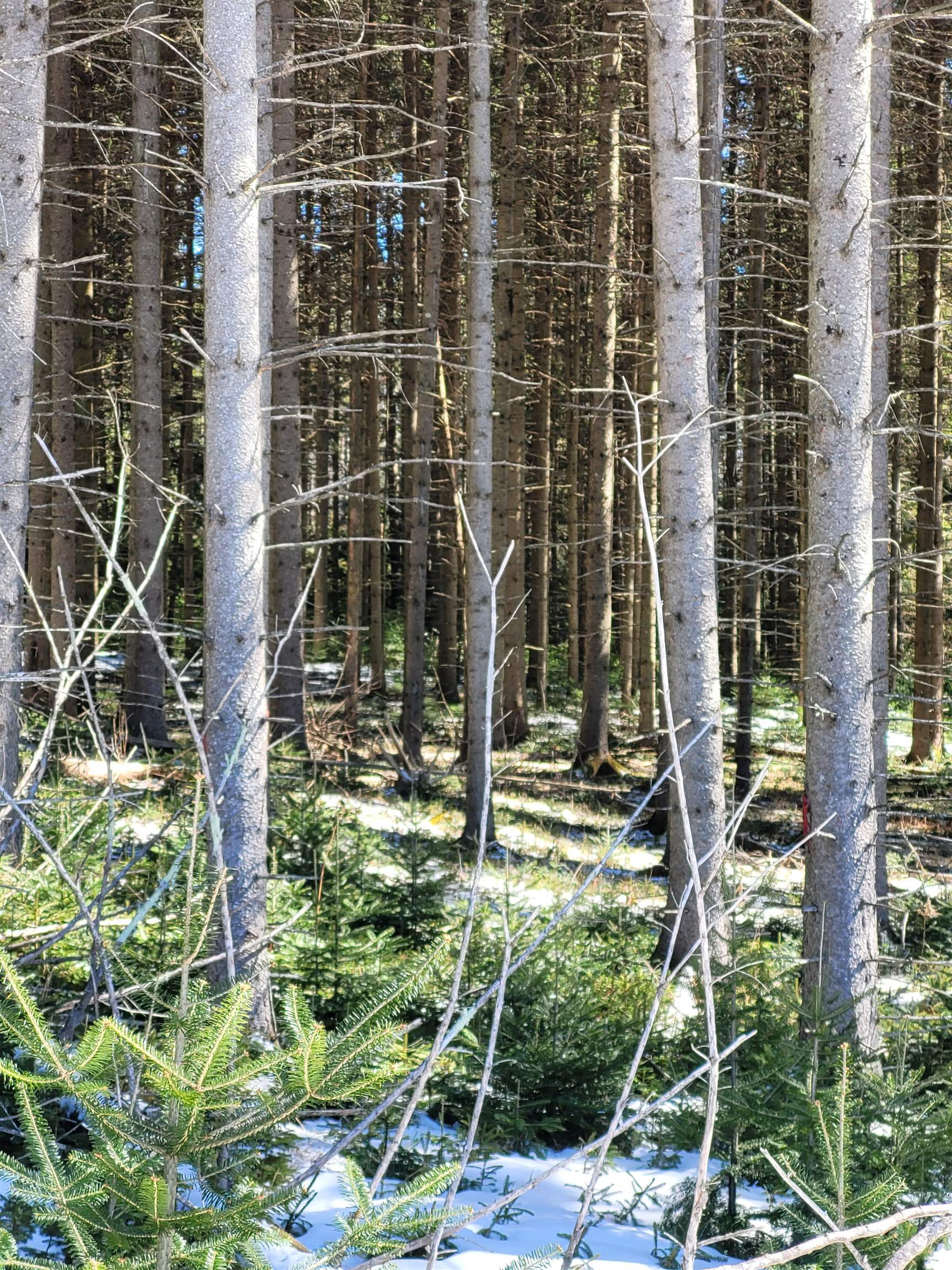 Homes for sale in Peacham, VT | 210 Cow Hill Rd, Peacham, VT 05873 | MLS# 5033954