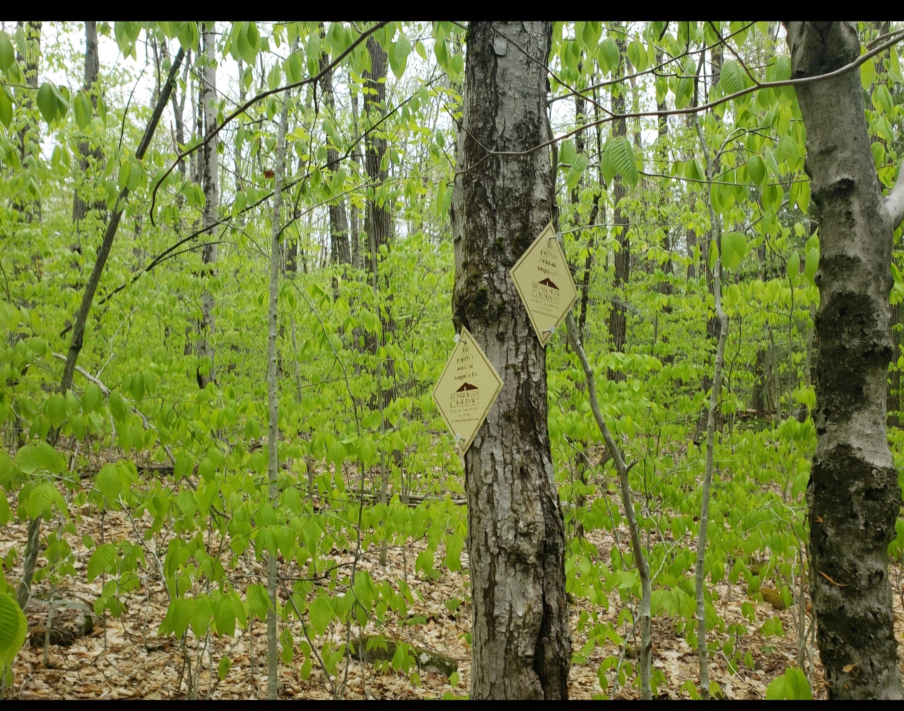 Homes for sale in Keene, NH | 0 Old Gilsum Rd, Keene, NH 03431 | MLS# 5034729