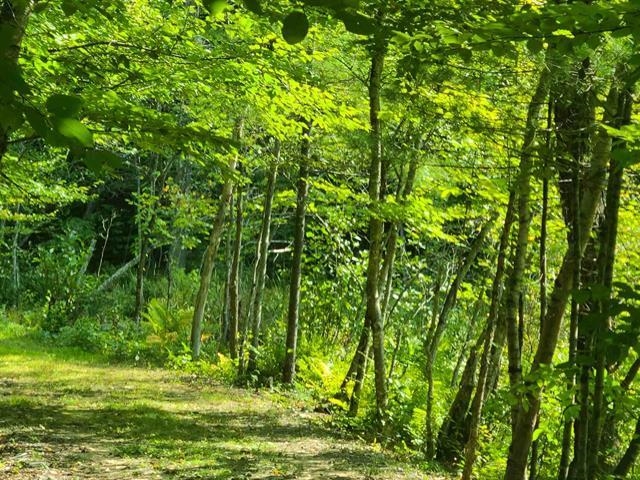 MLS #5035442 image #7