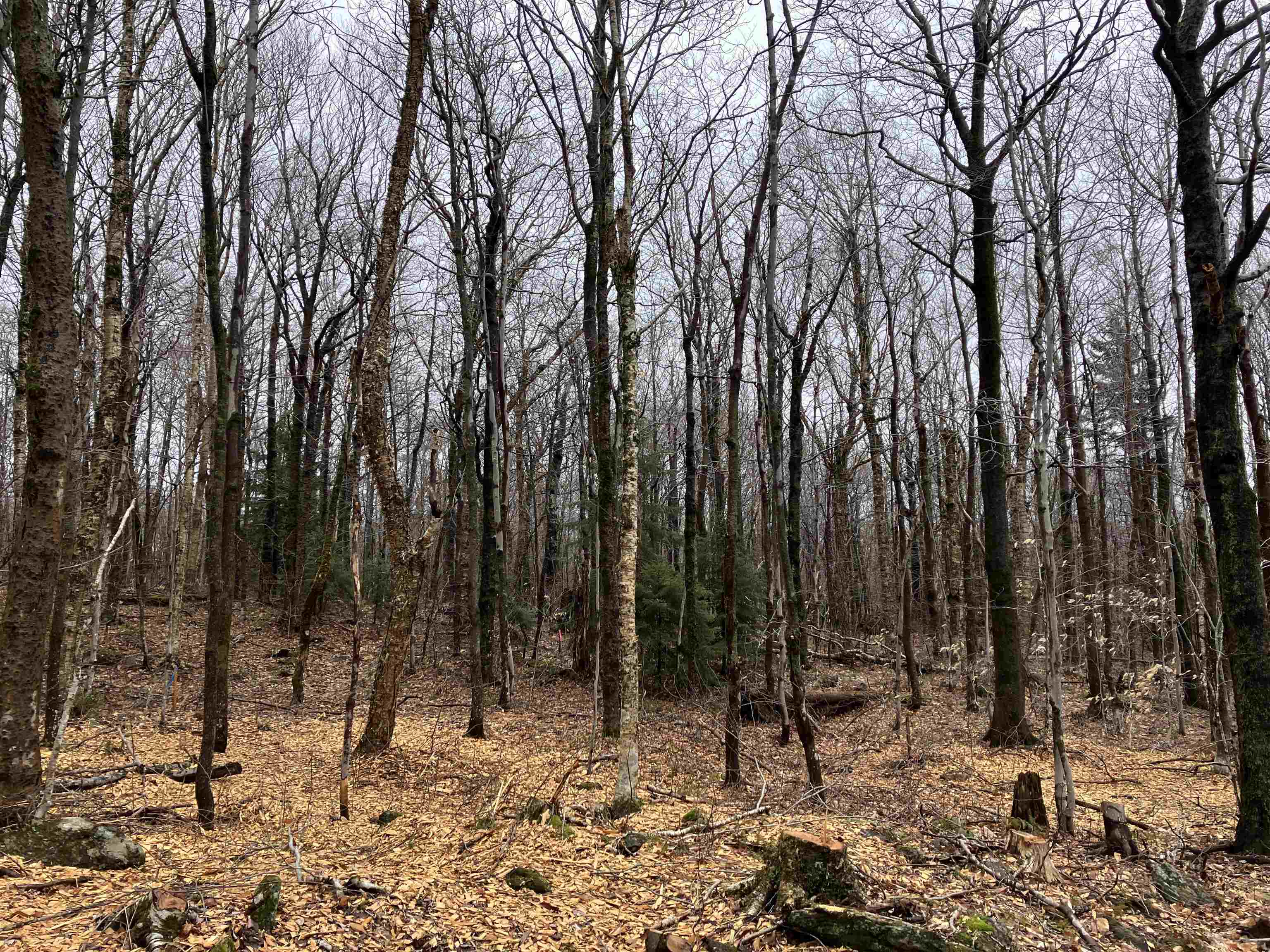 Homes for sale in Wilmington, VT | 408 Fox Mt Rd, Wilmington, VT 05363 | MLS# 5035898