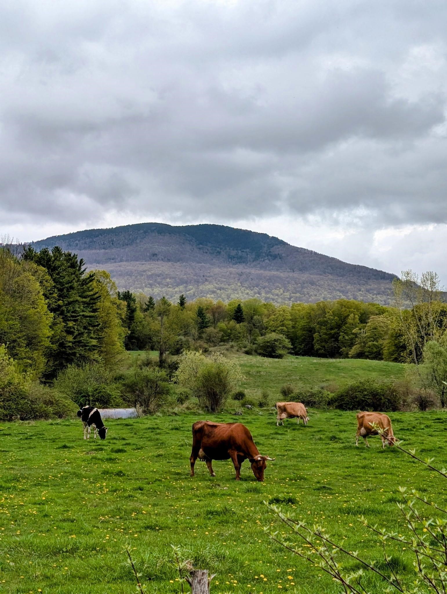 Homes for sale in Manchester, VT | 15 Wind Hill Rd, Manchester, VT 05255 | MLS# 5036805