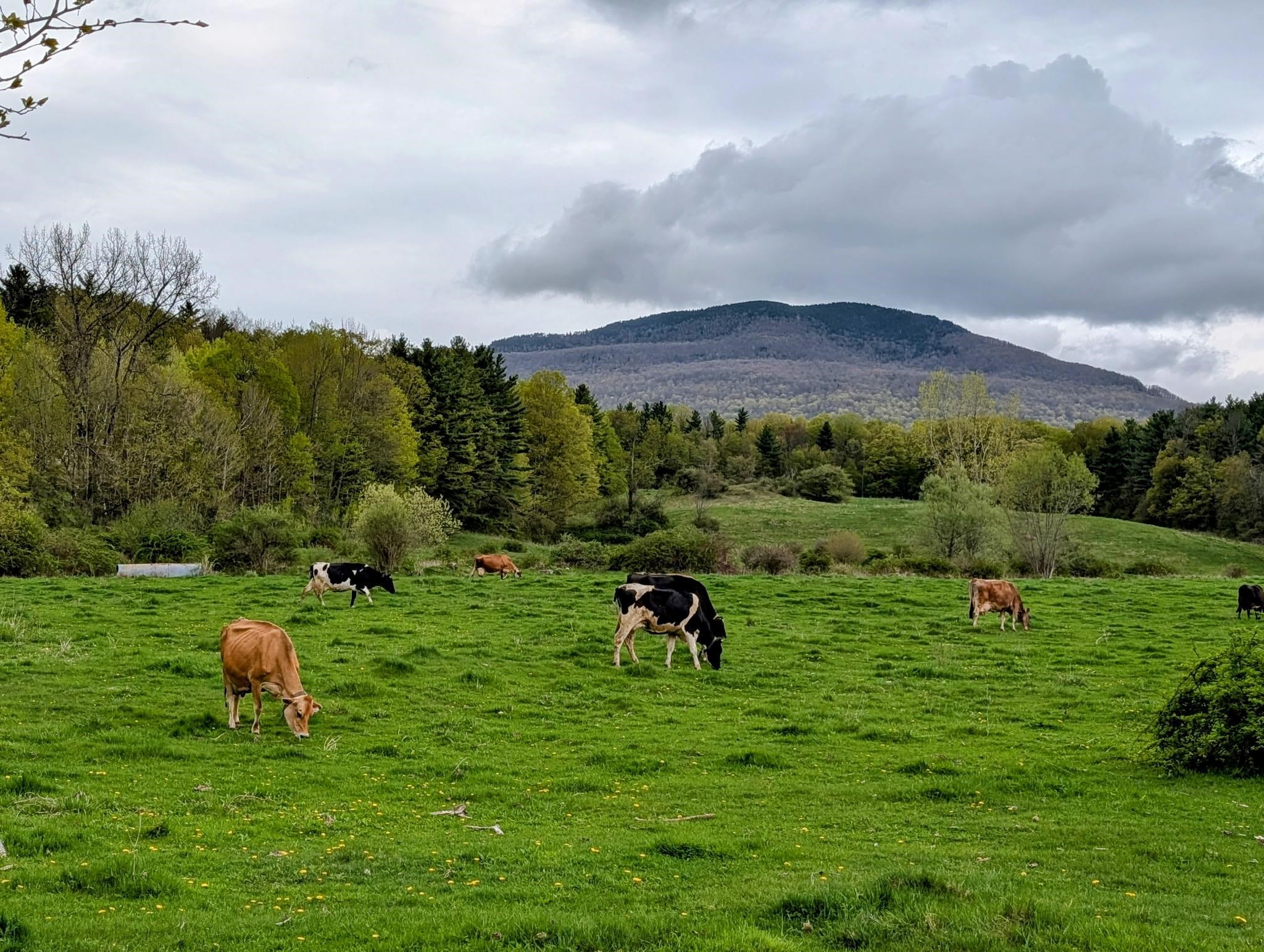 Homes for sale in Manchester, VT | 15 Wind Hill Rd, Manchester, VT 05255 | MLS# 5036805