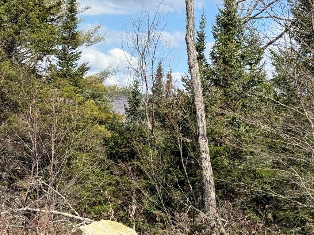 Some Woodlands 23023306