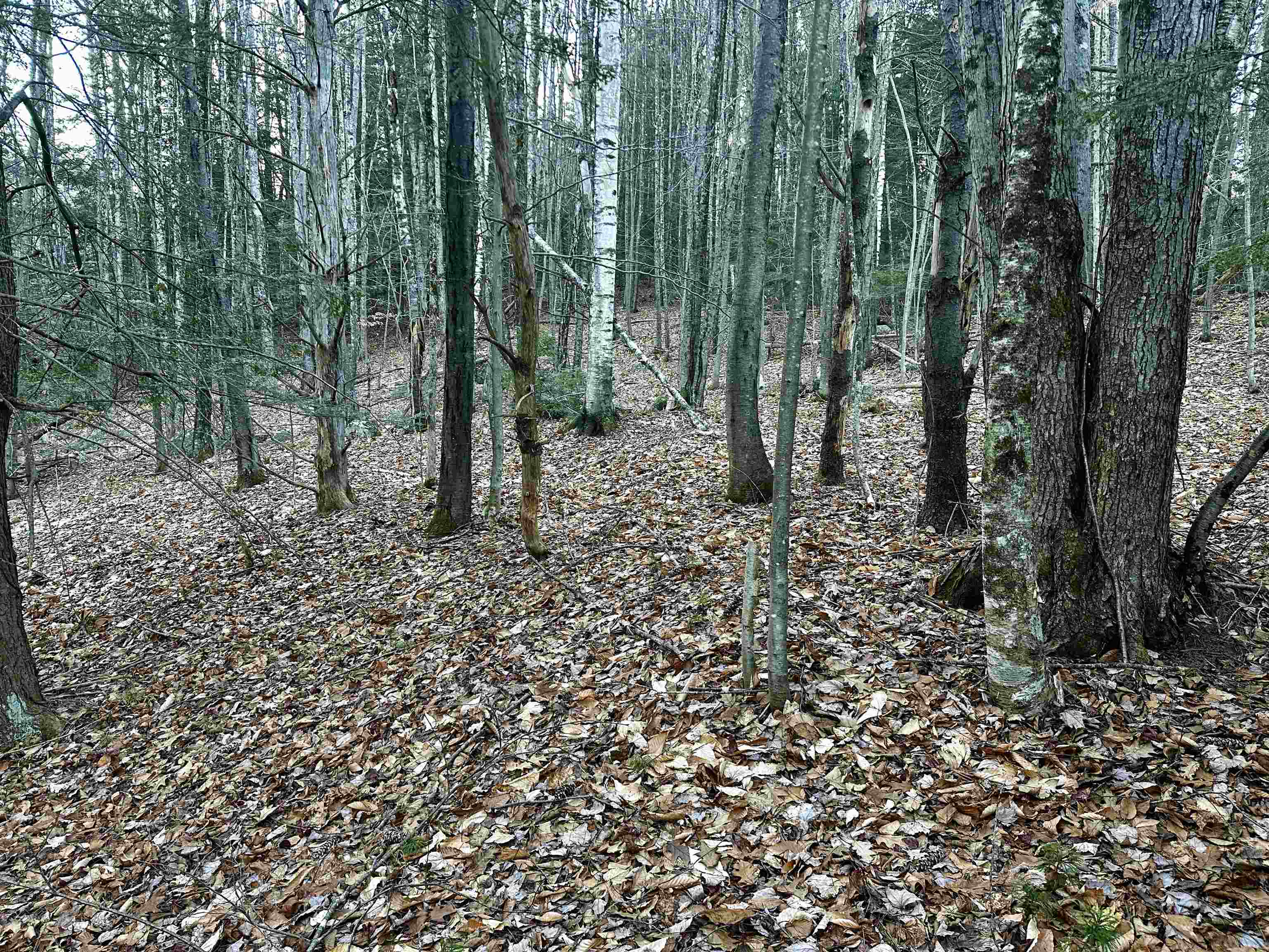 MLS #5037568 image #22