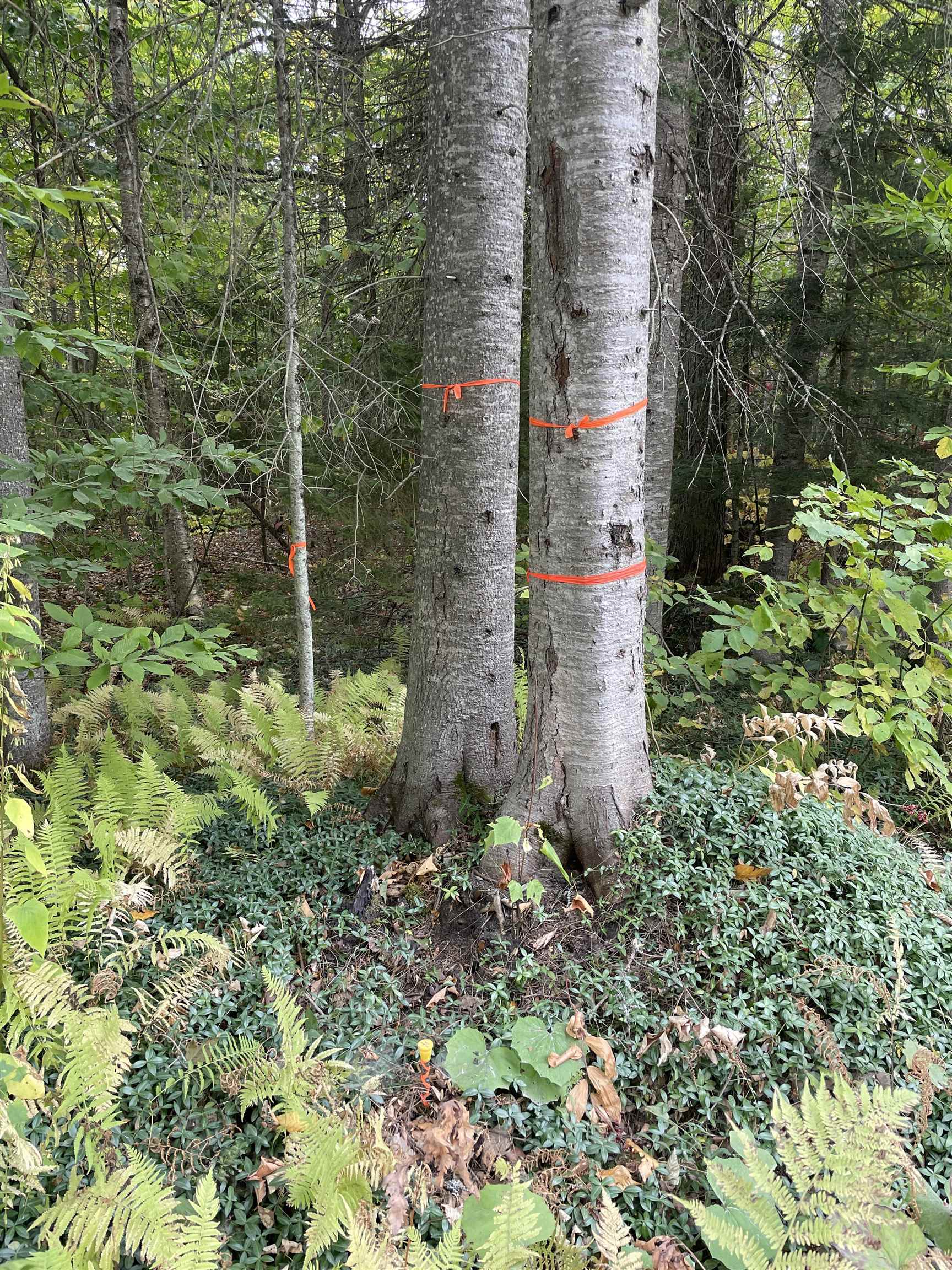 Homes for sale in Woodbury, VT | 2319 East Hill Rd, Woodbury, VT 05681 | MLS# 5040139