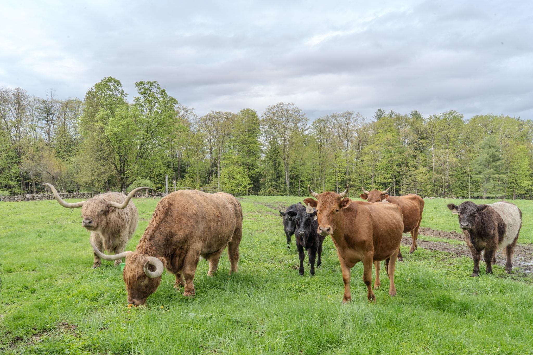 Homes for sale in Loudon, NH | 55 56 Whitehouse Rd, Loudon, NH 03307 | MLS# 5041210
