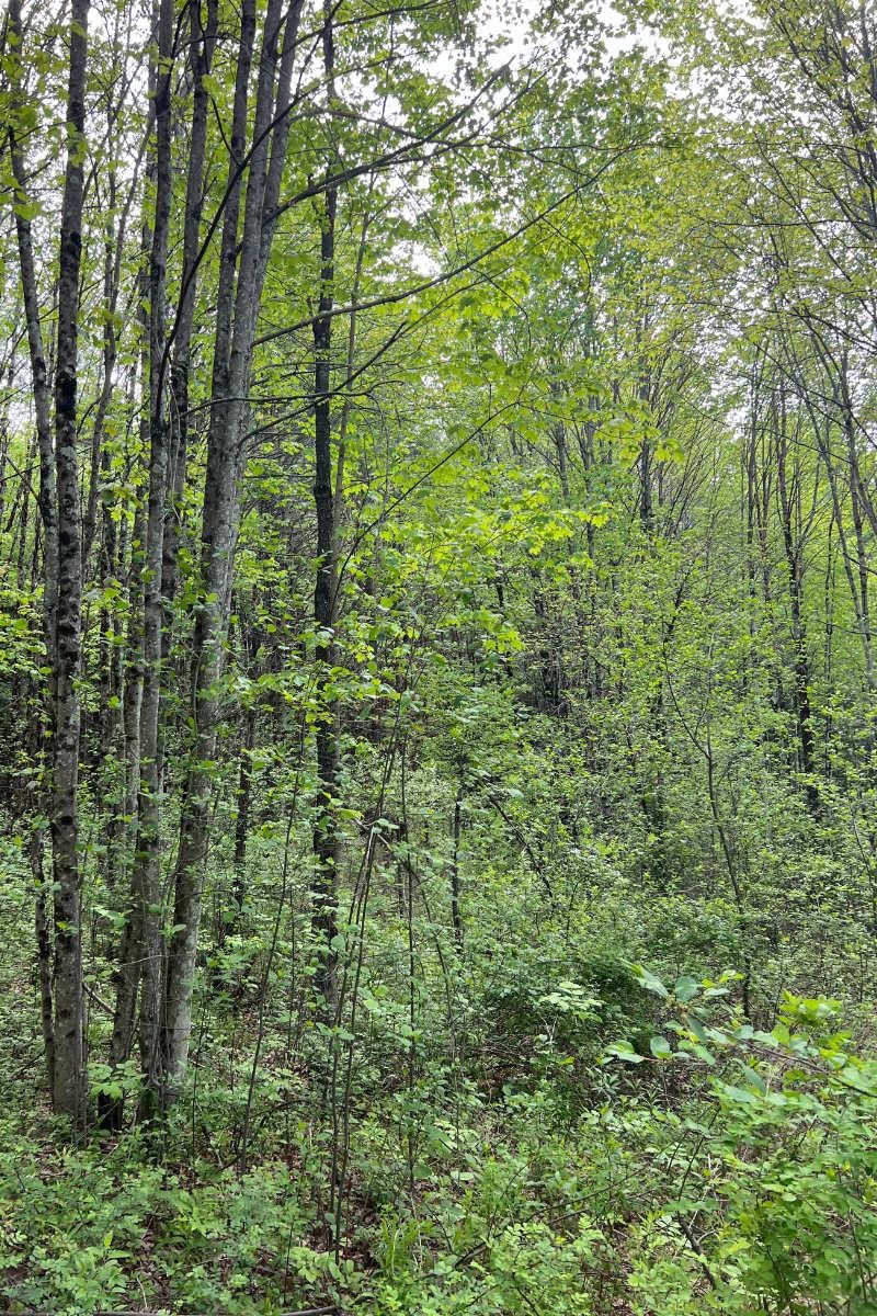 KEENE NH Land / Acres for sale