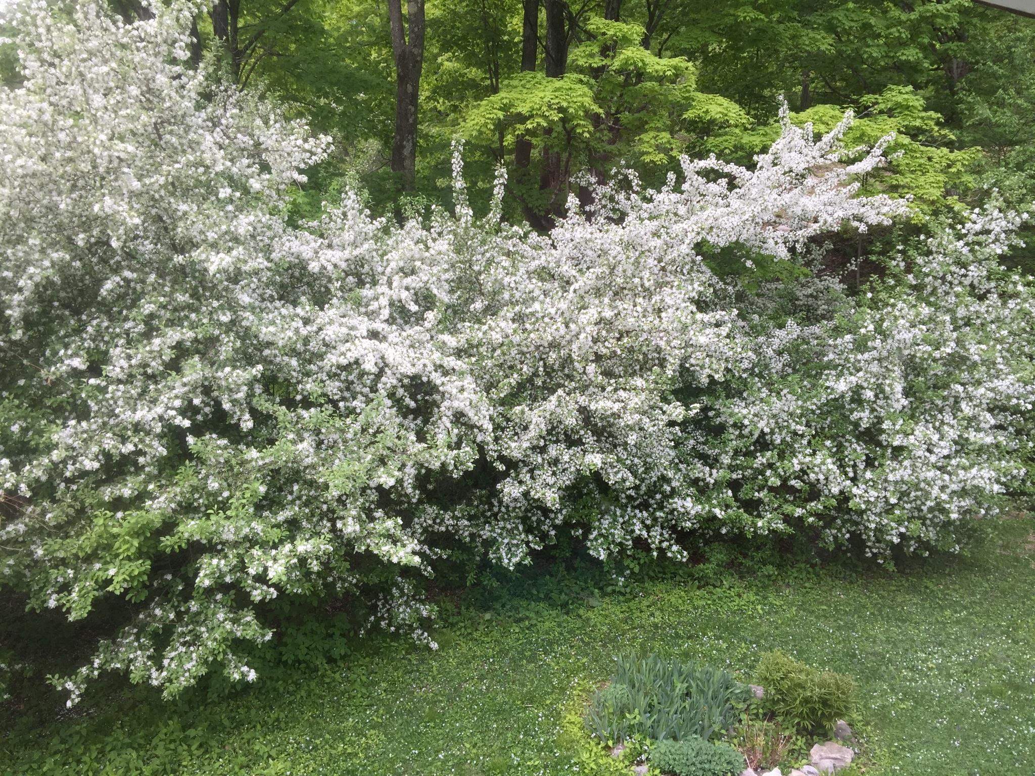 MLS #5042292 image #56