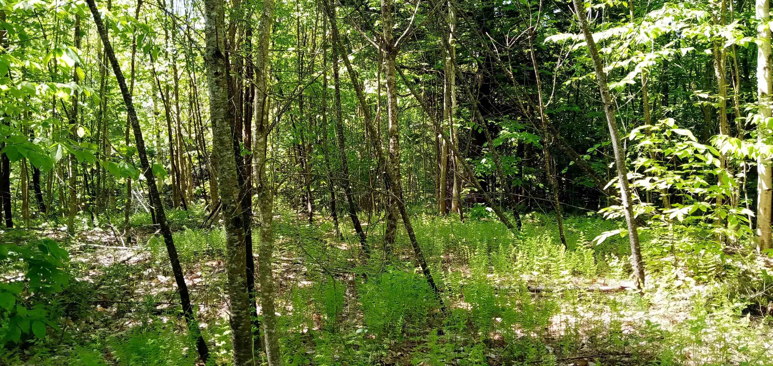 Homes for sale in Wolcott, VT | 00 Arnold Ln, Wolcott, VT 05680 | MLS# 5043016