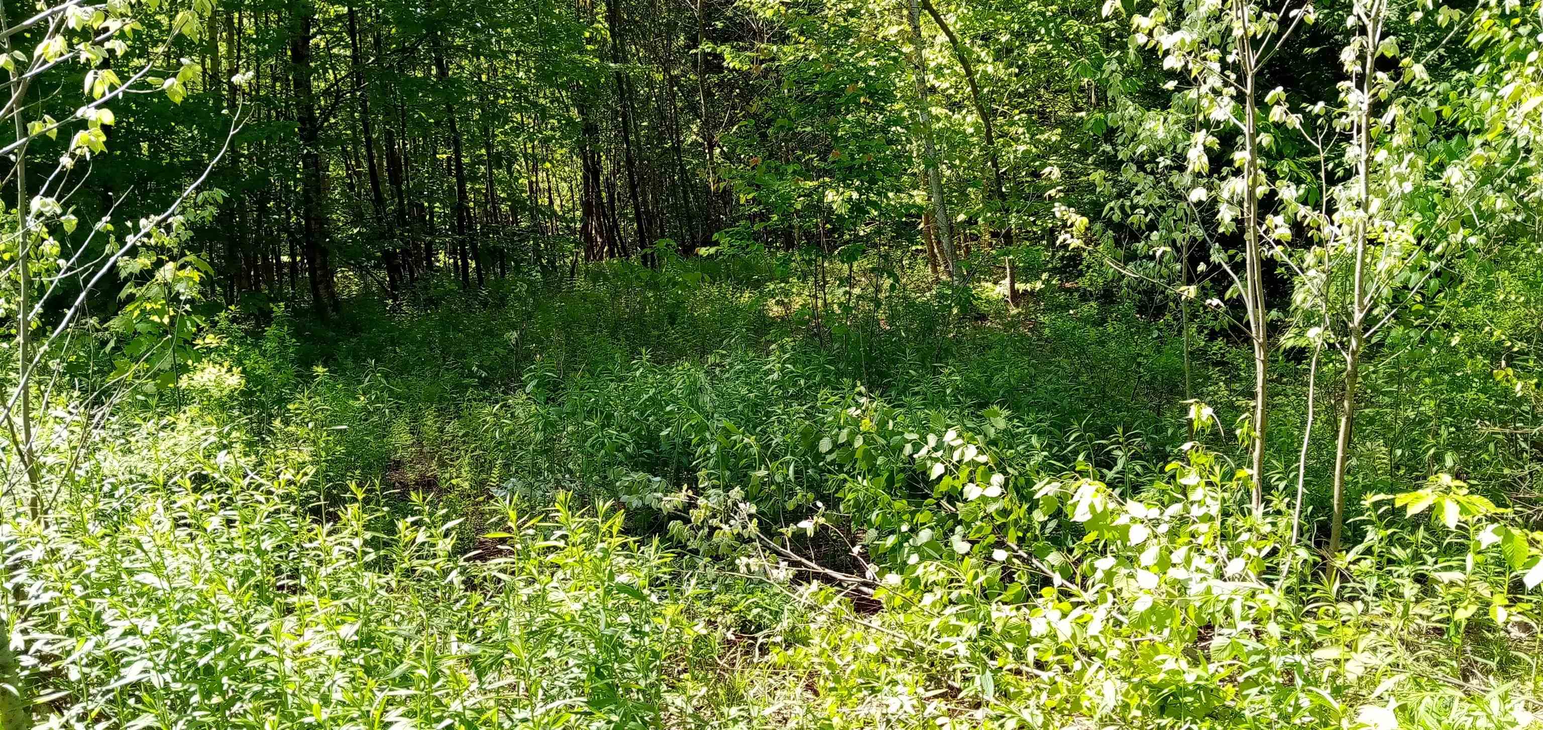 Homes for sale in Wolcott, VT | 00 Arnold Ln, Wolcott, VT 05680 | MLS# 5043016