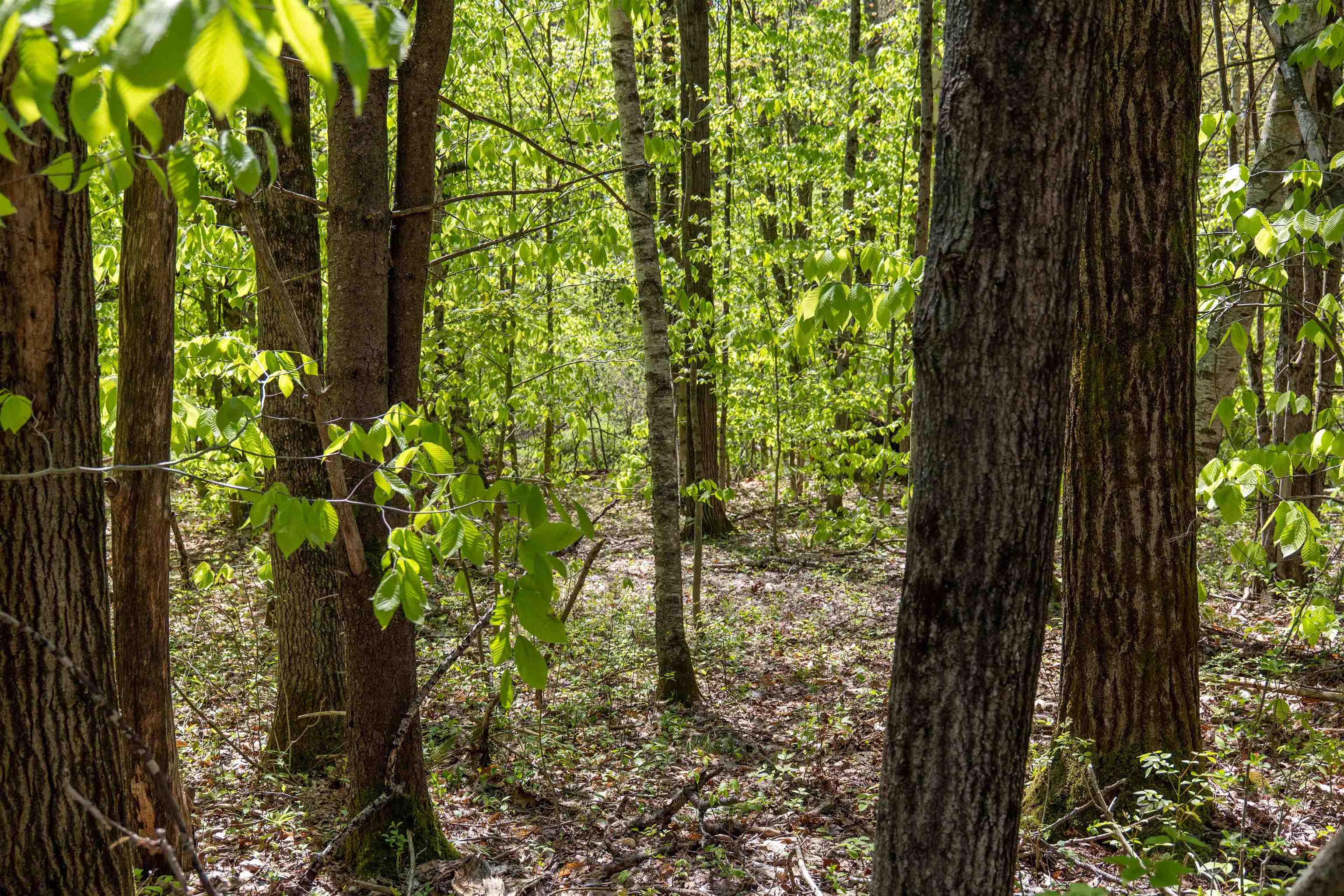 MLS #5043422 image #14