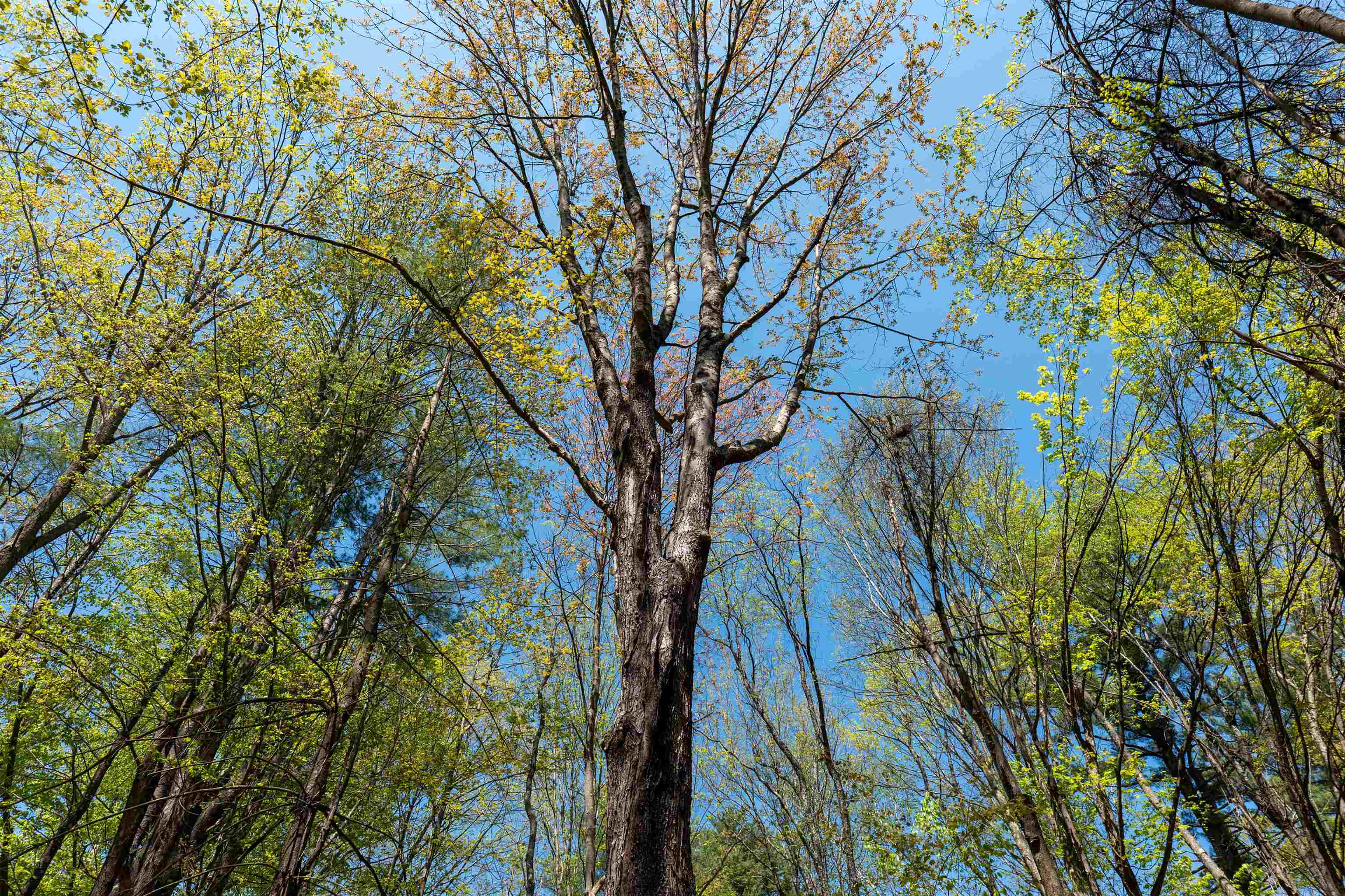 MLS #5043422 image #18