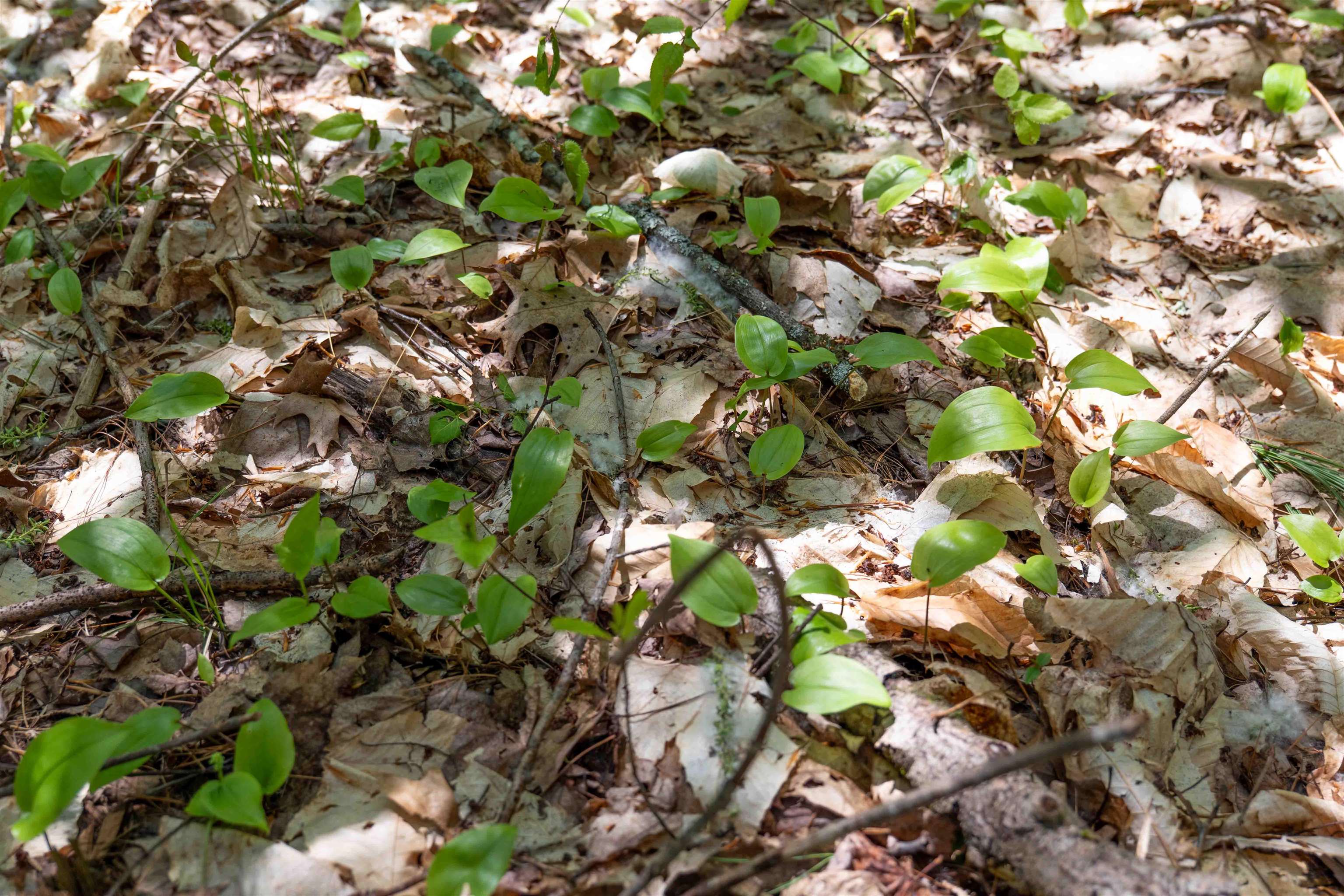 MLS #5043422 image #19