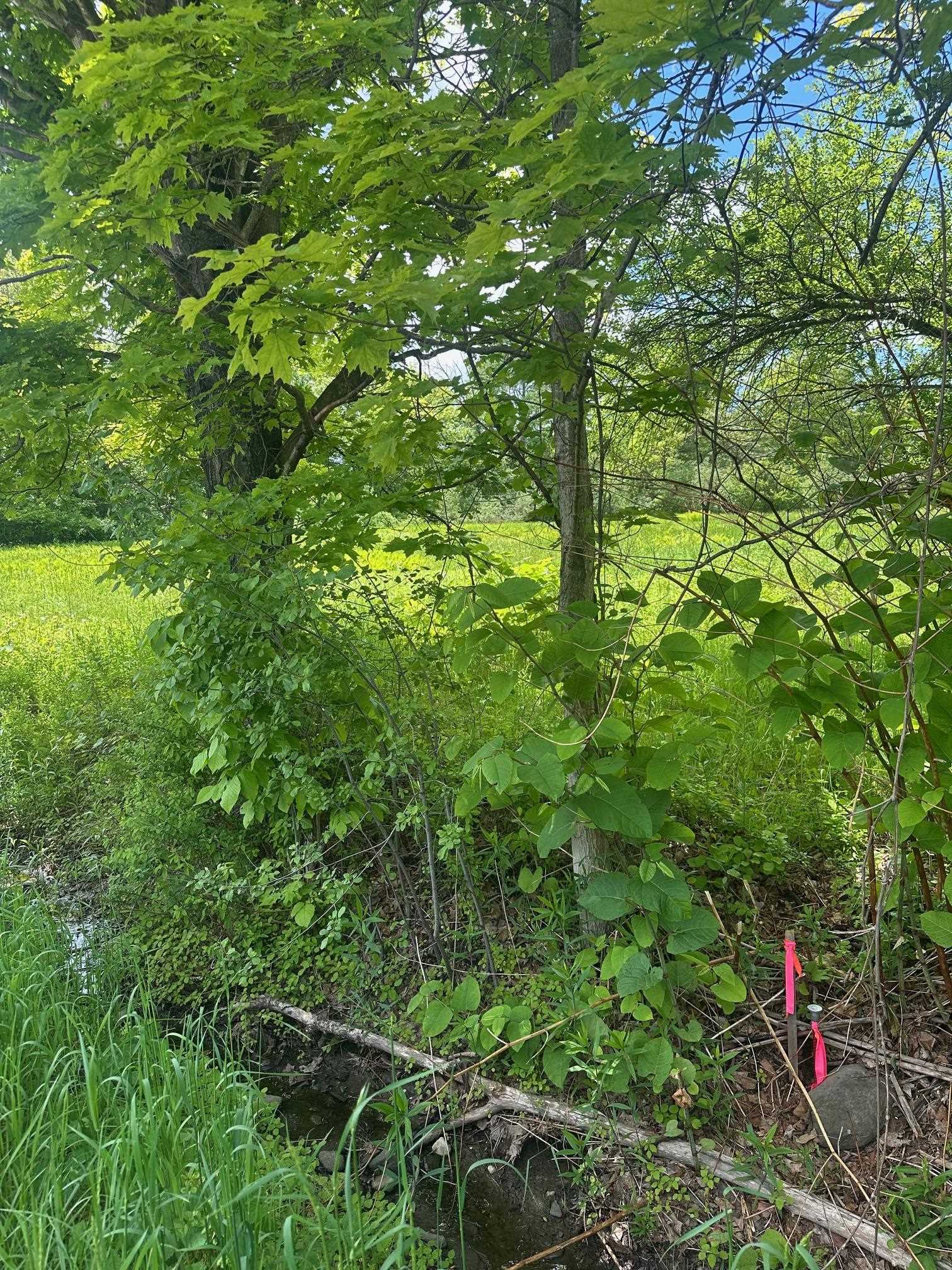 Homes for sale in Westminster, VT | 123 Rte 5 Rte, Westminster, VT 05158 | MLS# 5044081