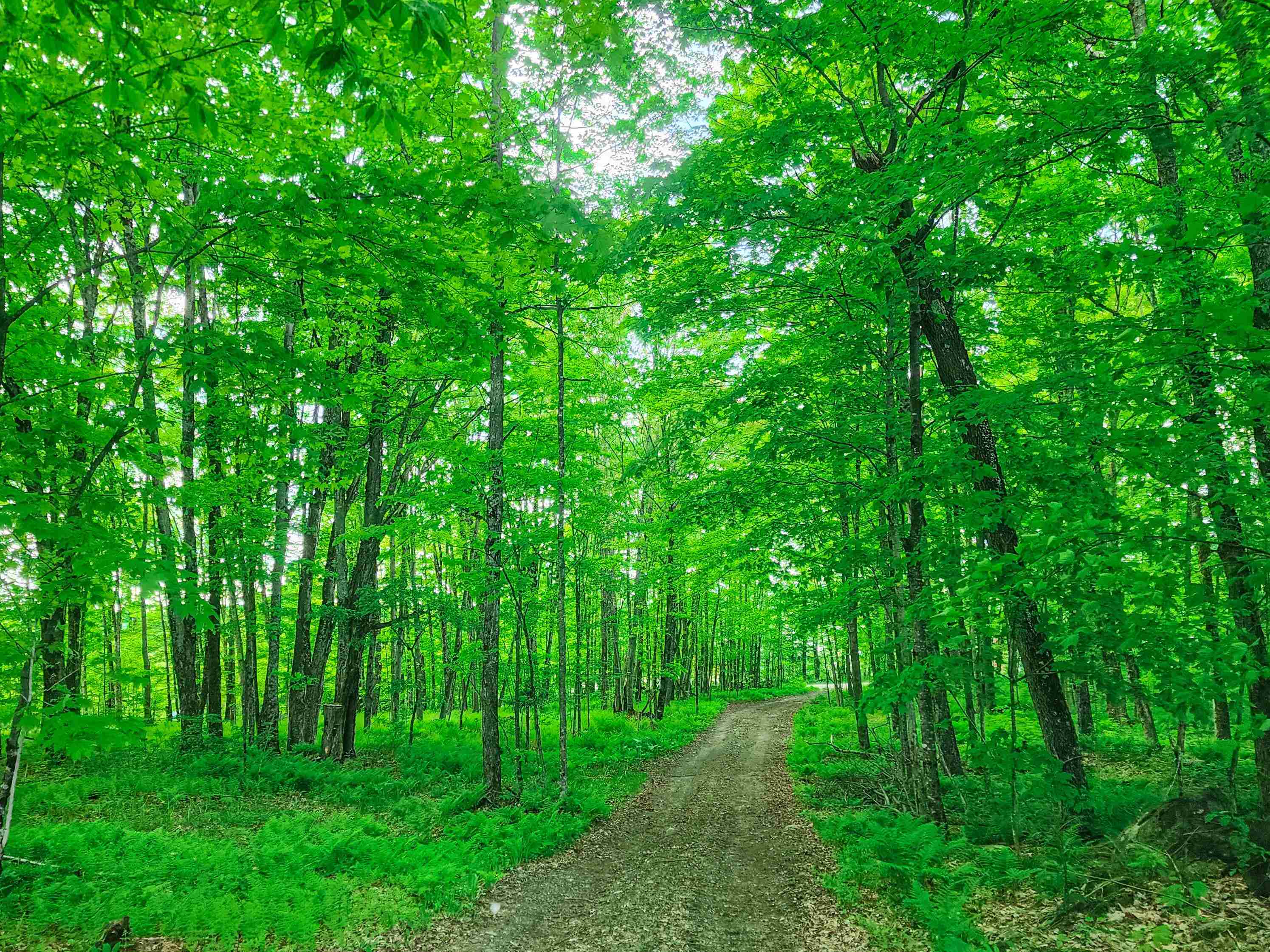 Homes for sale in Stannard, VT | 0 Tousant Hill Rd, Stannard, VT 05842 | MLS# 5044675