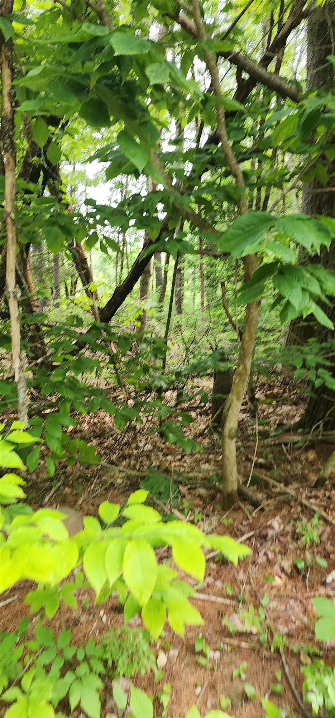 Homes for sale in Middleton, NH | Pine Ridge Rd, Middleton, NH 03887 | MLS# 5045240