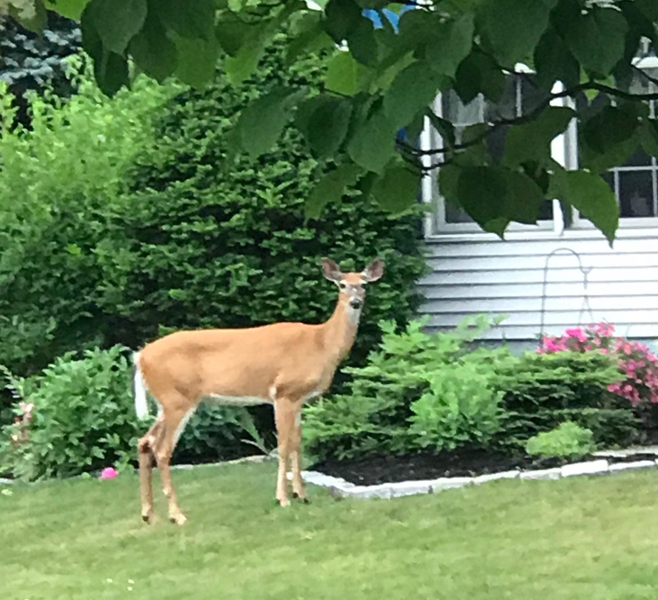 Homes for sale in Rutland City, VT | 6 Moonbrook Dr, Rutland City, VT 05701 | MLS# 5045557
