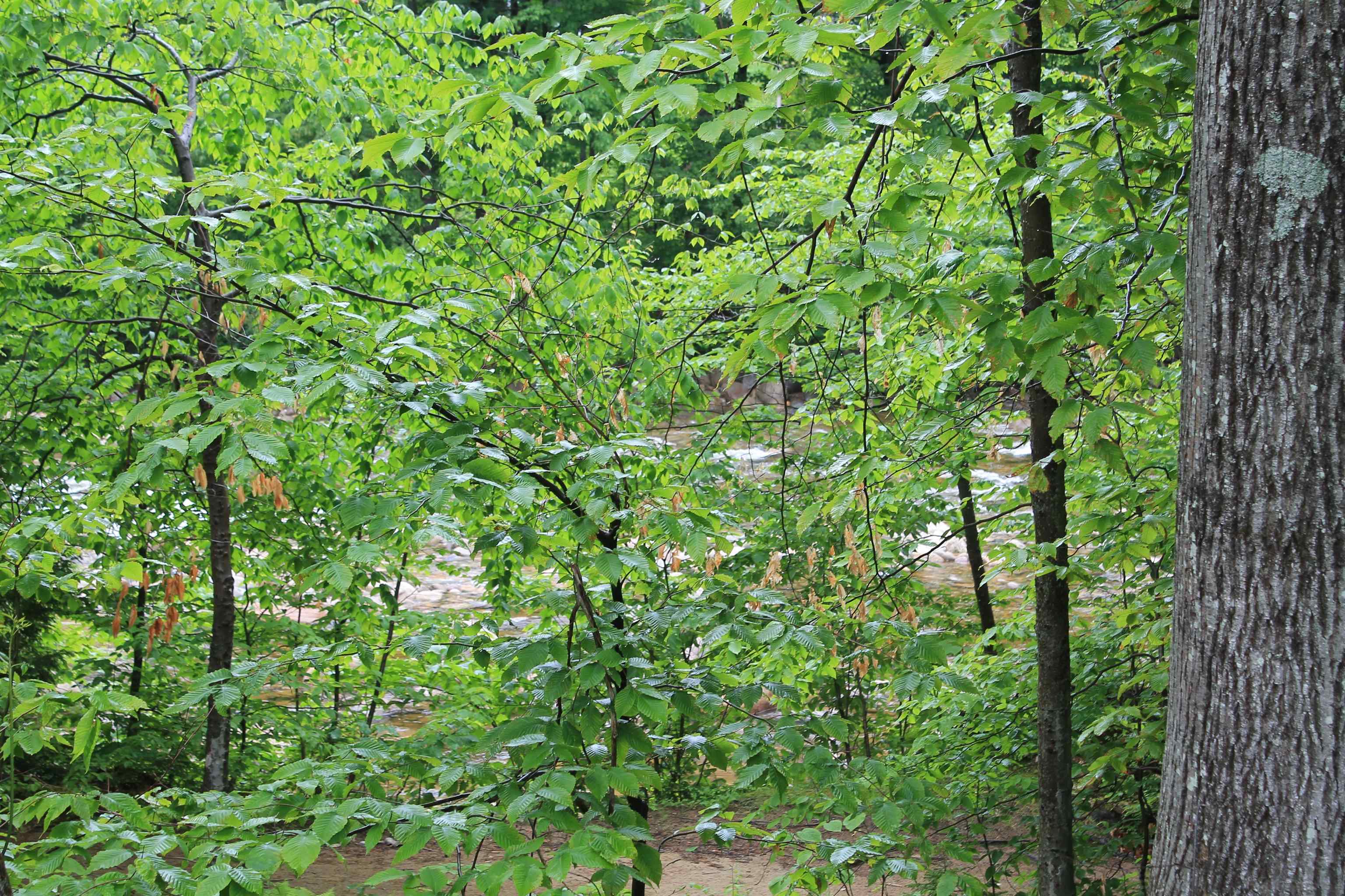 MLS #5045608 image #14