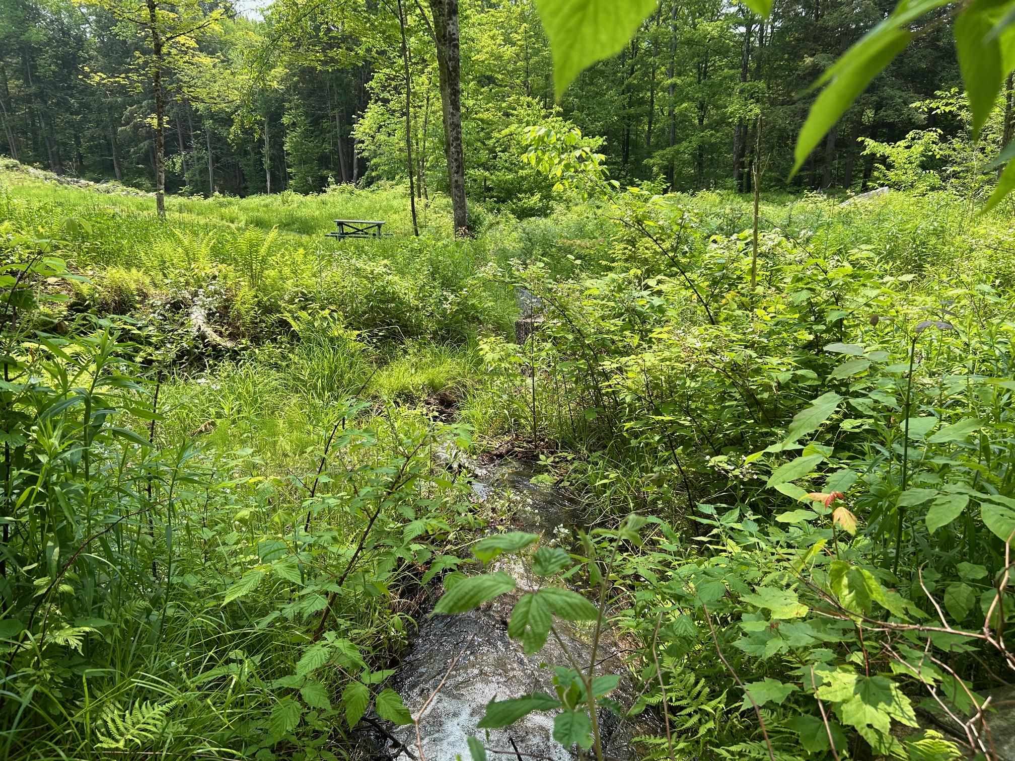 Picnic area near the stream.