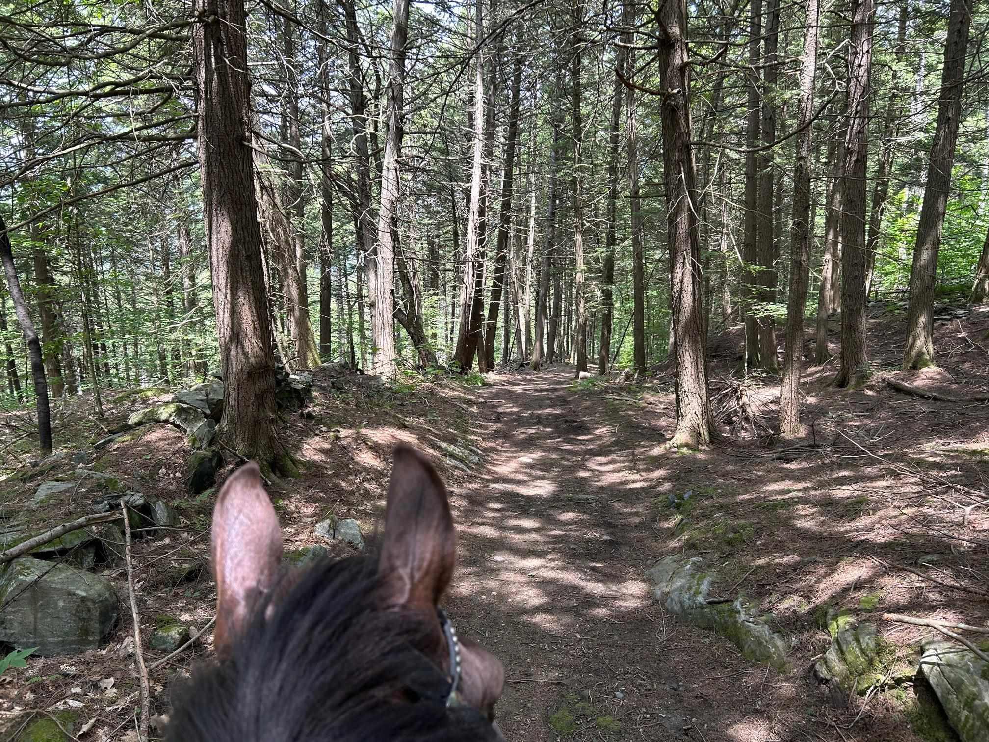 Trail up E Rowe Hill leading to property