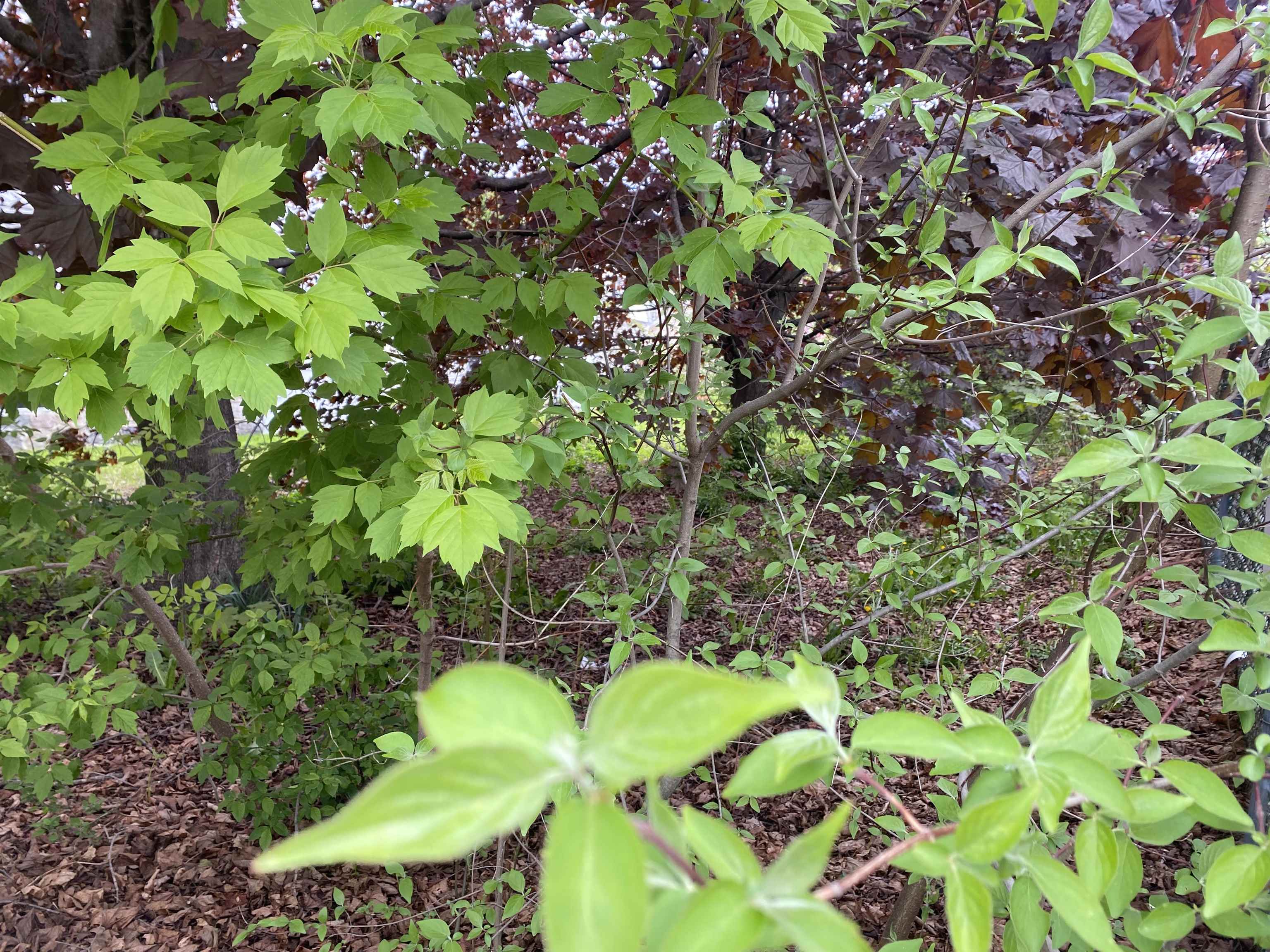 0 Hillsboro St, Berlin, NH 03570