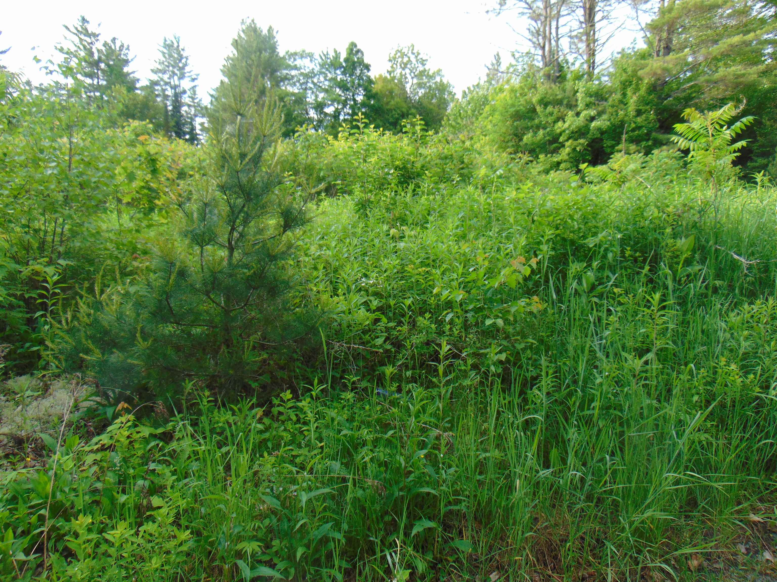 Homes for sale in Concord, VT | 0 Walker Pit Rd, Concord, VT 05824 | MLS# 5046282