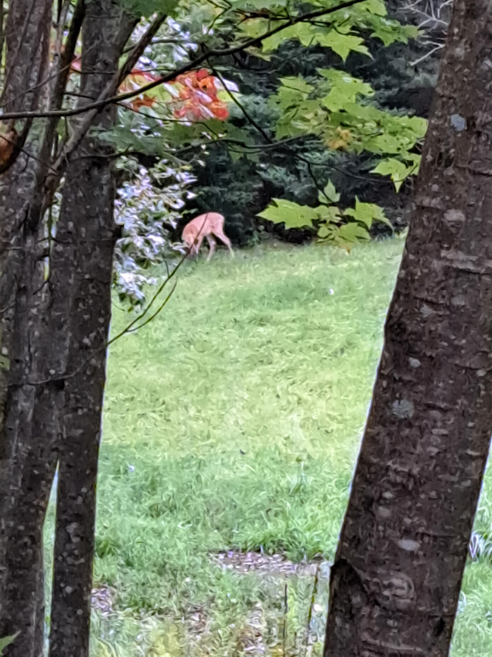 Homes for sale in Haverhill, NH | 882 Morse Rd, Haverhill, NH 03774 | MLS# 5046522