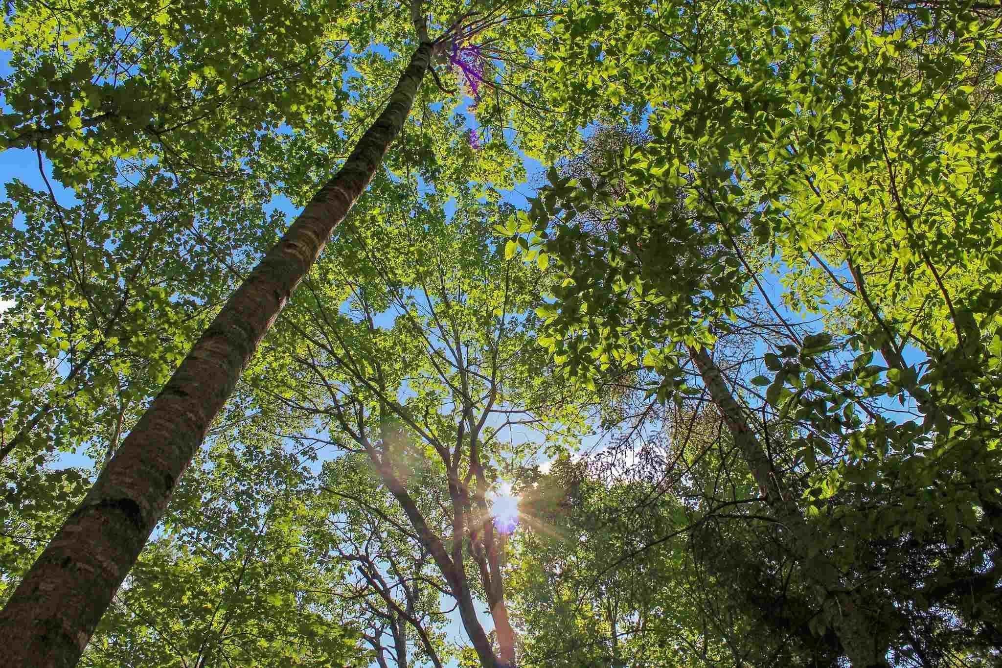 Homes for sale in Ossipee, NH | 4 John Ter, Ossipee, NH 03864 | MLS# 5046771