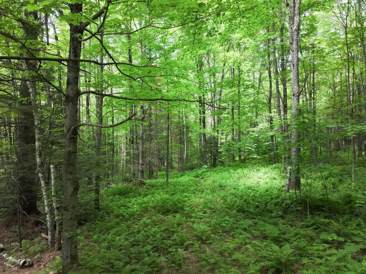 Homes for sale in Montgomery, VT | 0 Rushford Valley Rd, Montgomery, VT 05471 | MLS# 5046877